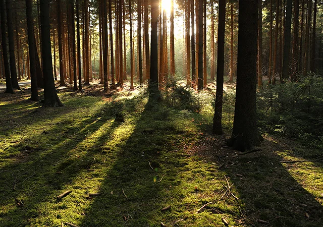 02-Alberta-Forestry-Softwood-Lumber-Agreement.jpg