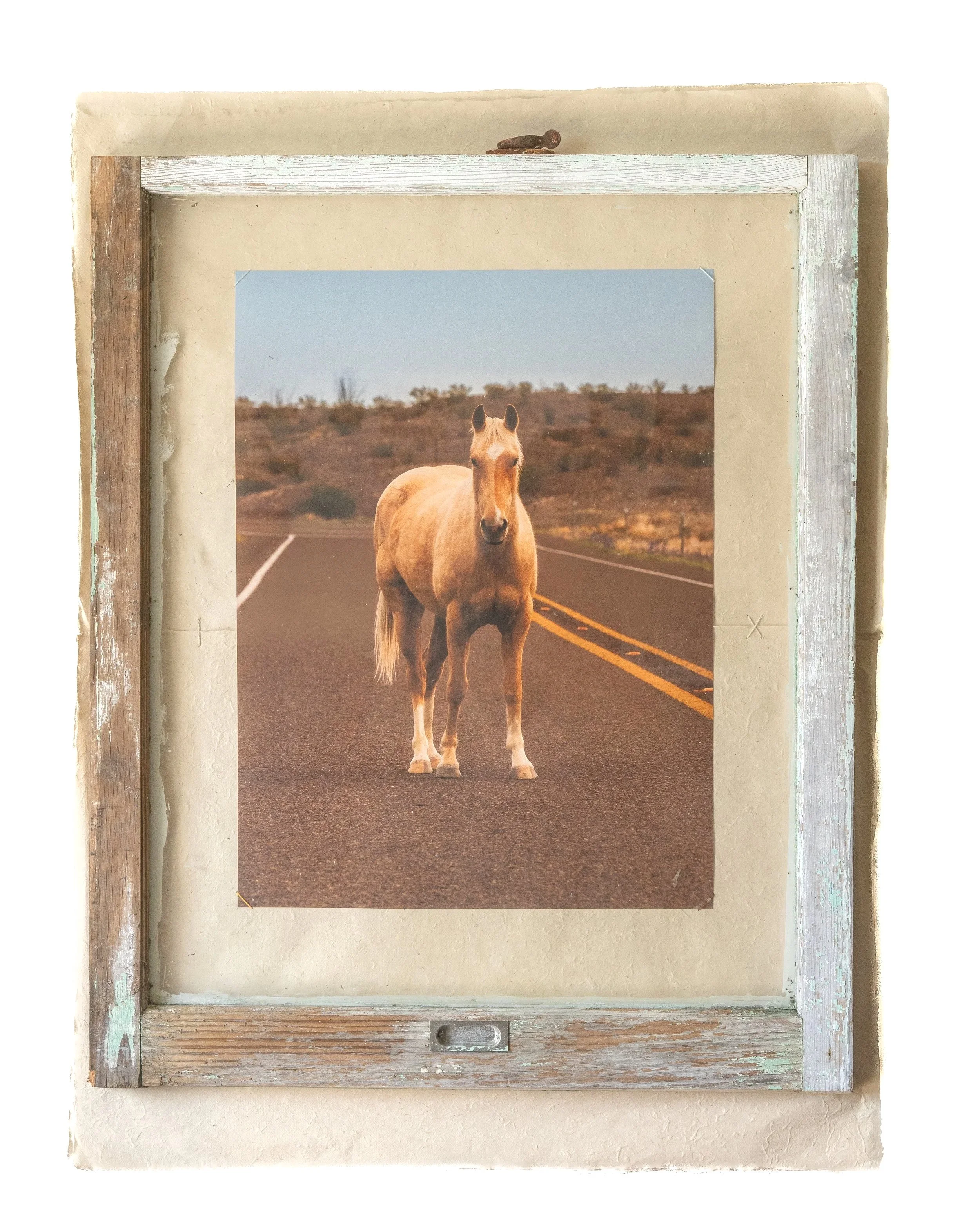 Horse+Website-2.jpg