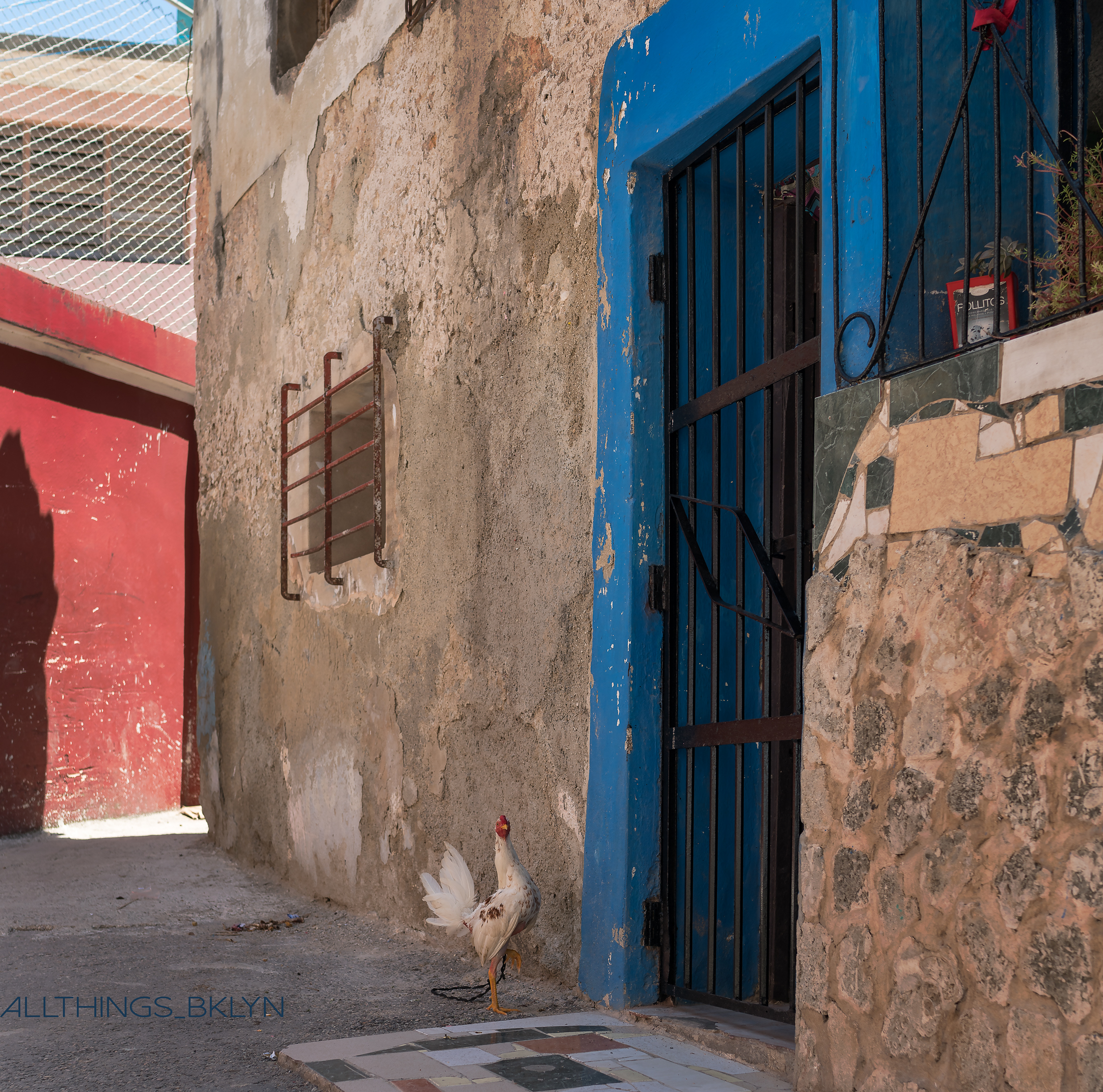 Chickens of Havana