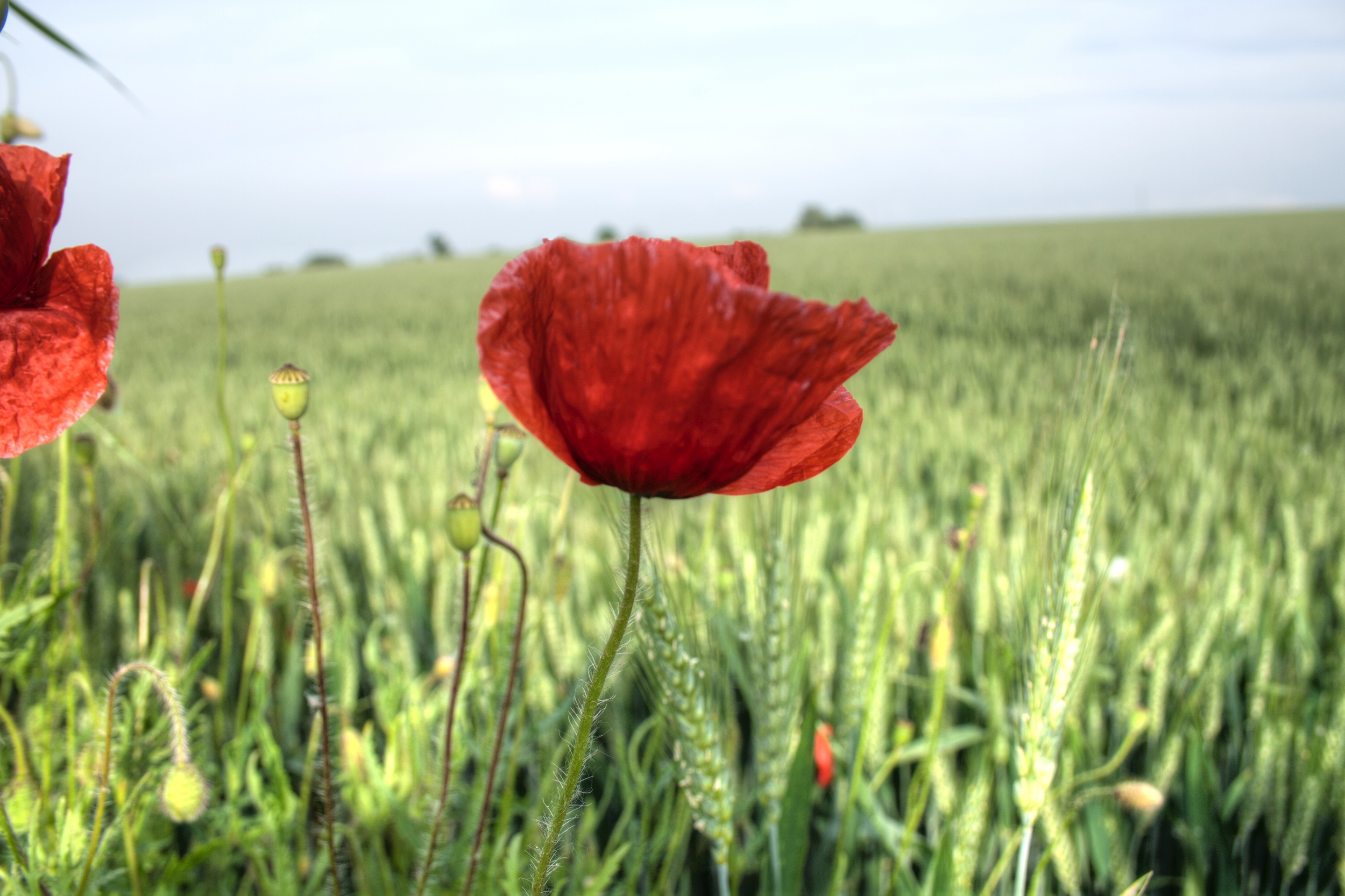 Wheat and Poppy