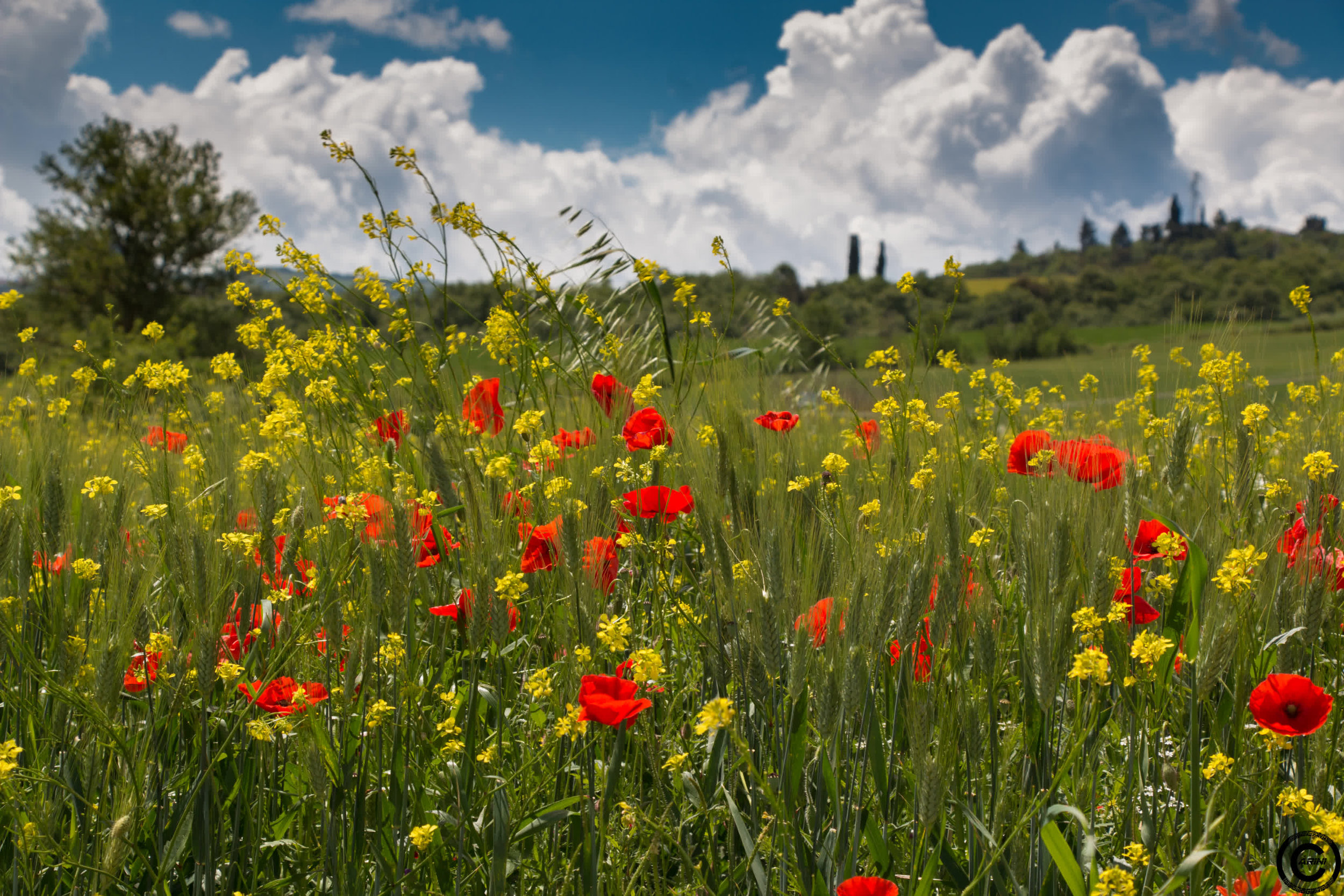 A typical Tuscan landscape