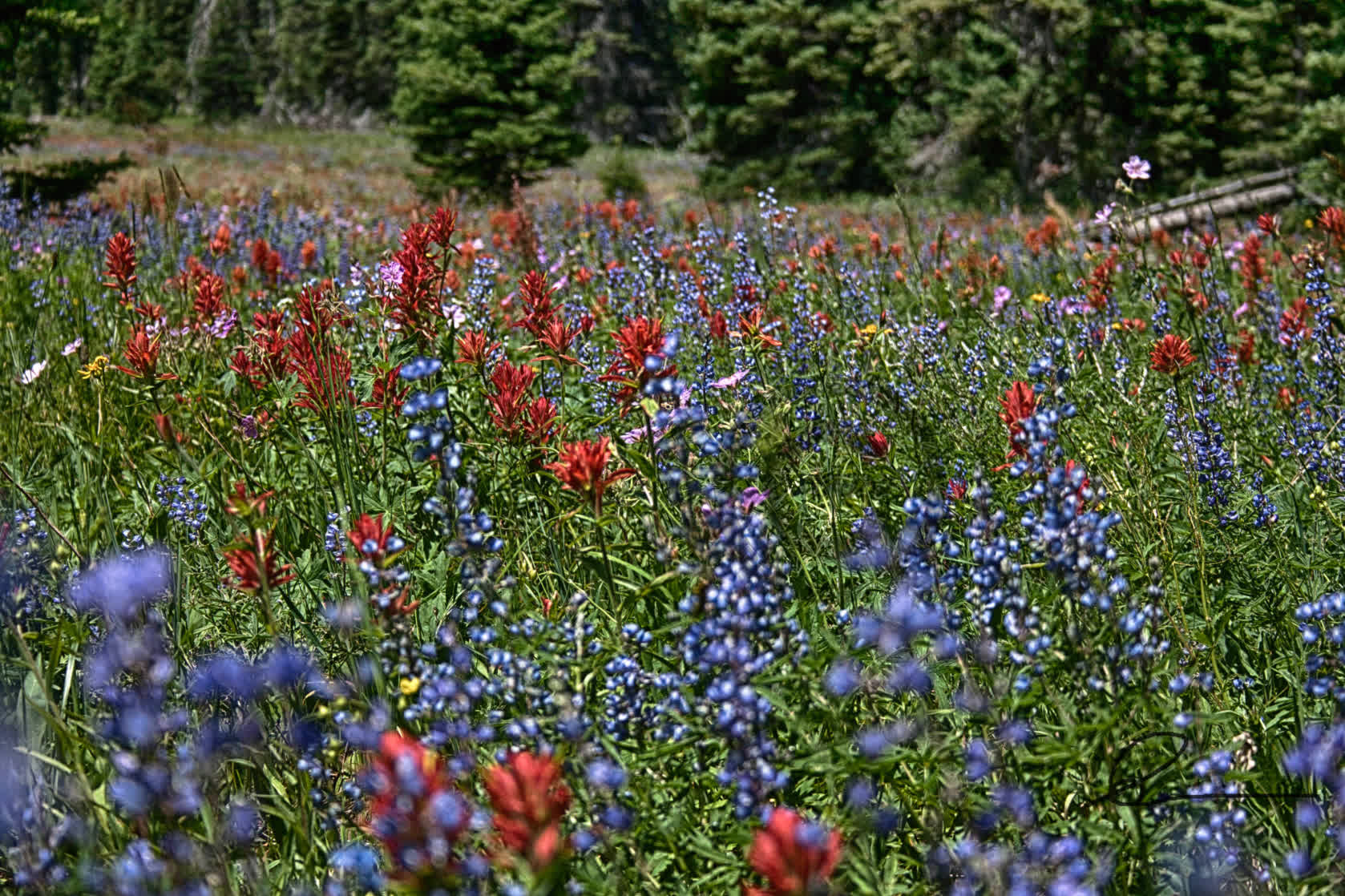 Indian Paint Brush