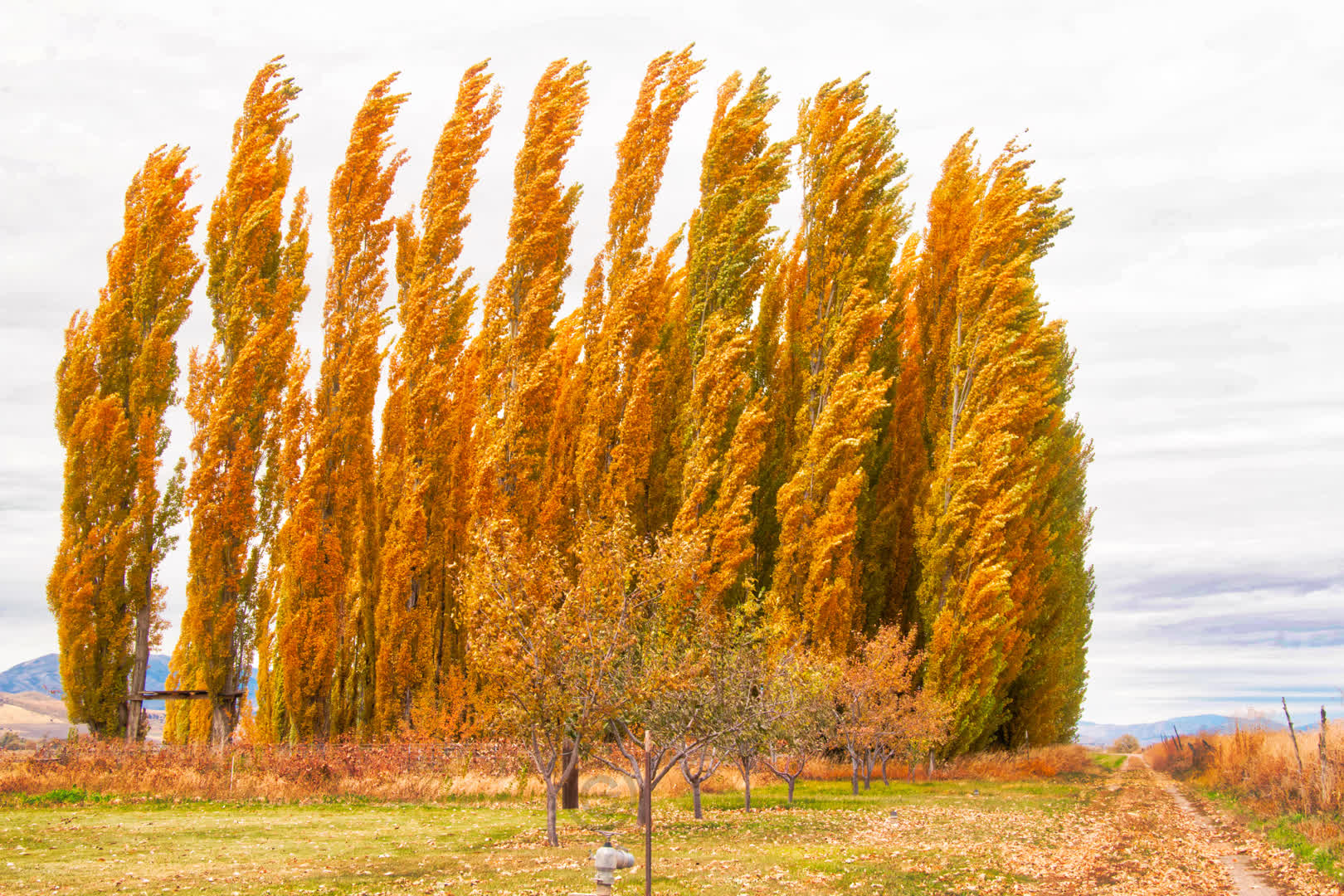 Windy Fall