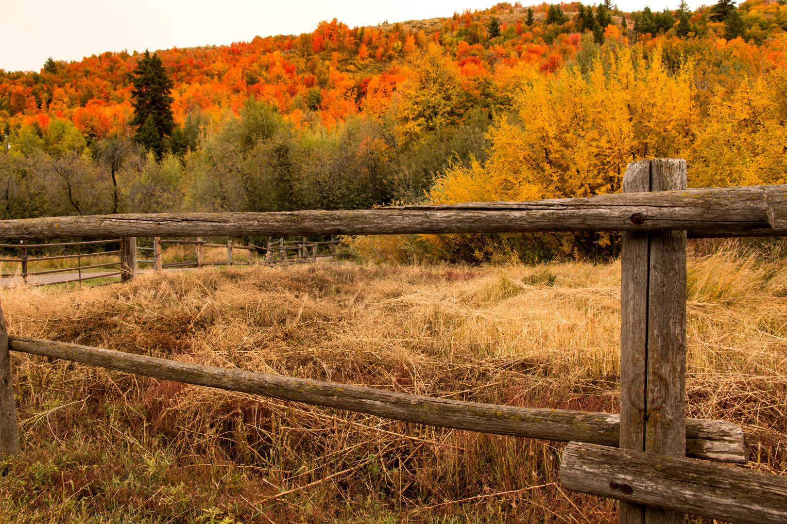 Fall Fence