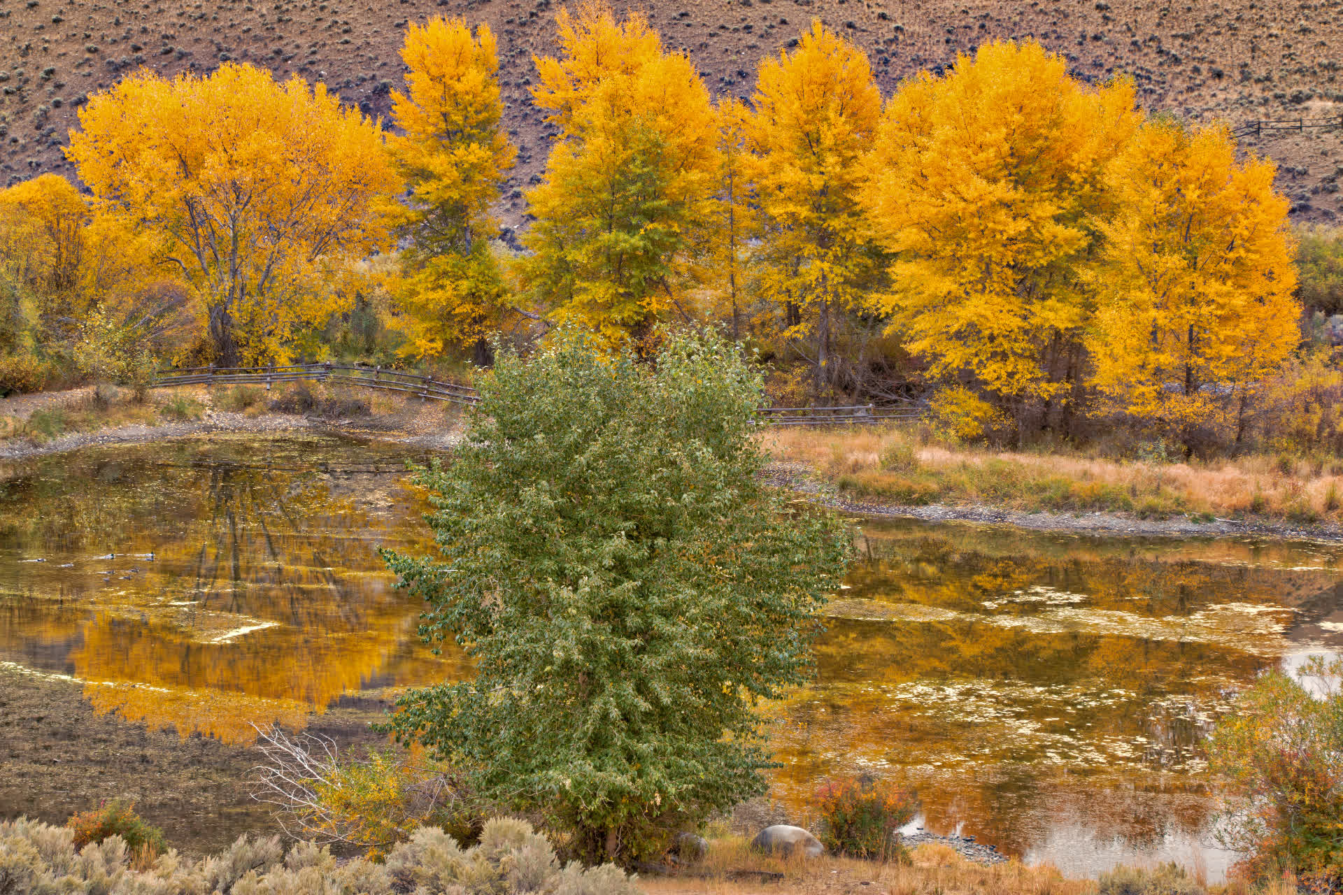 Fall Idaho