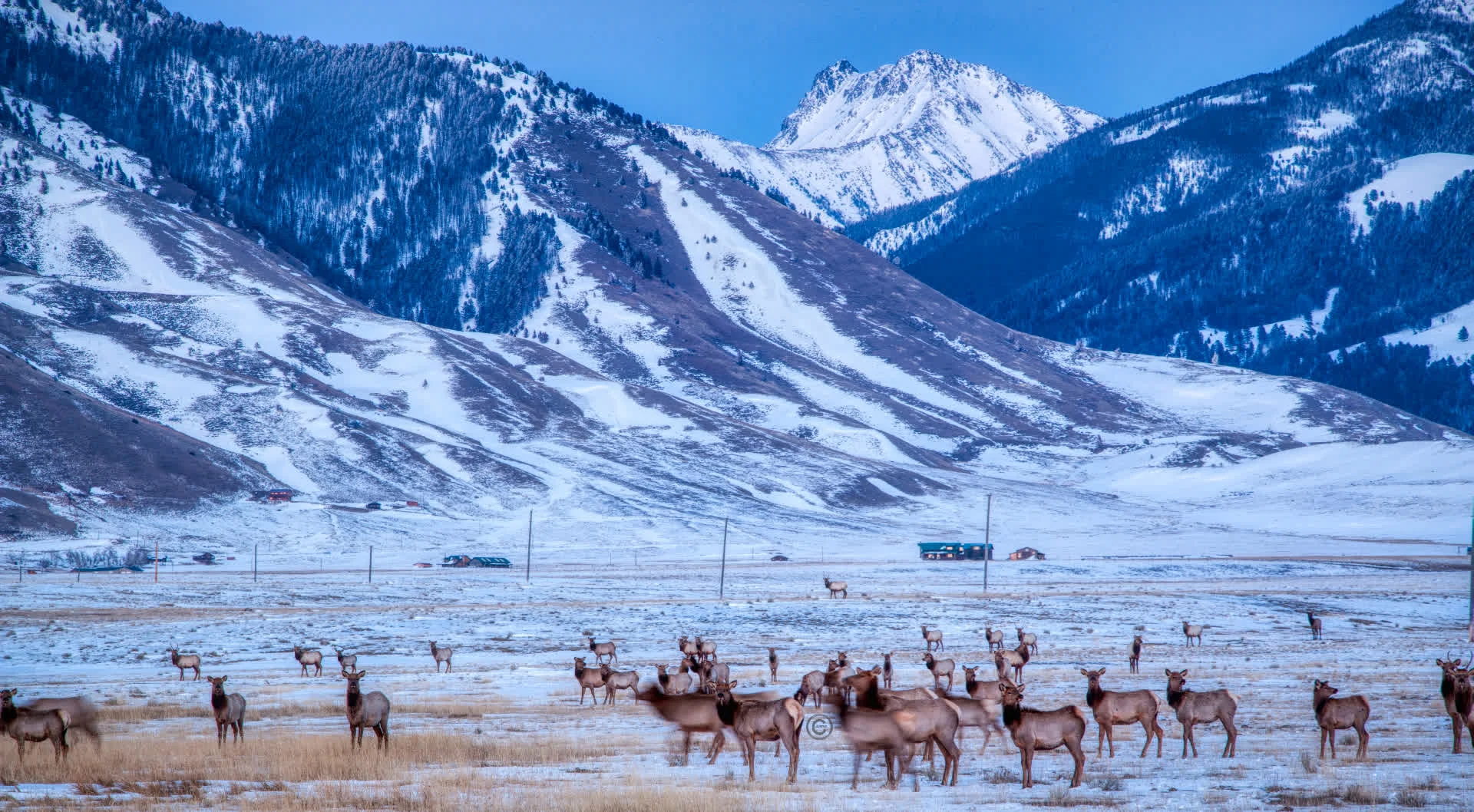 Migrating Elk, Montana