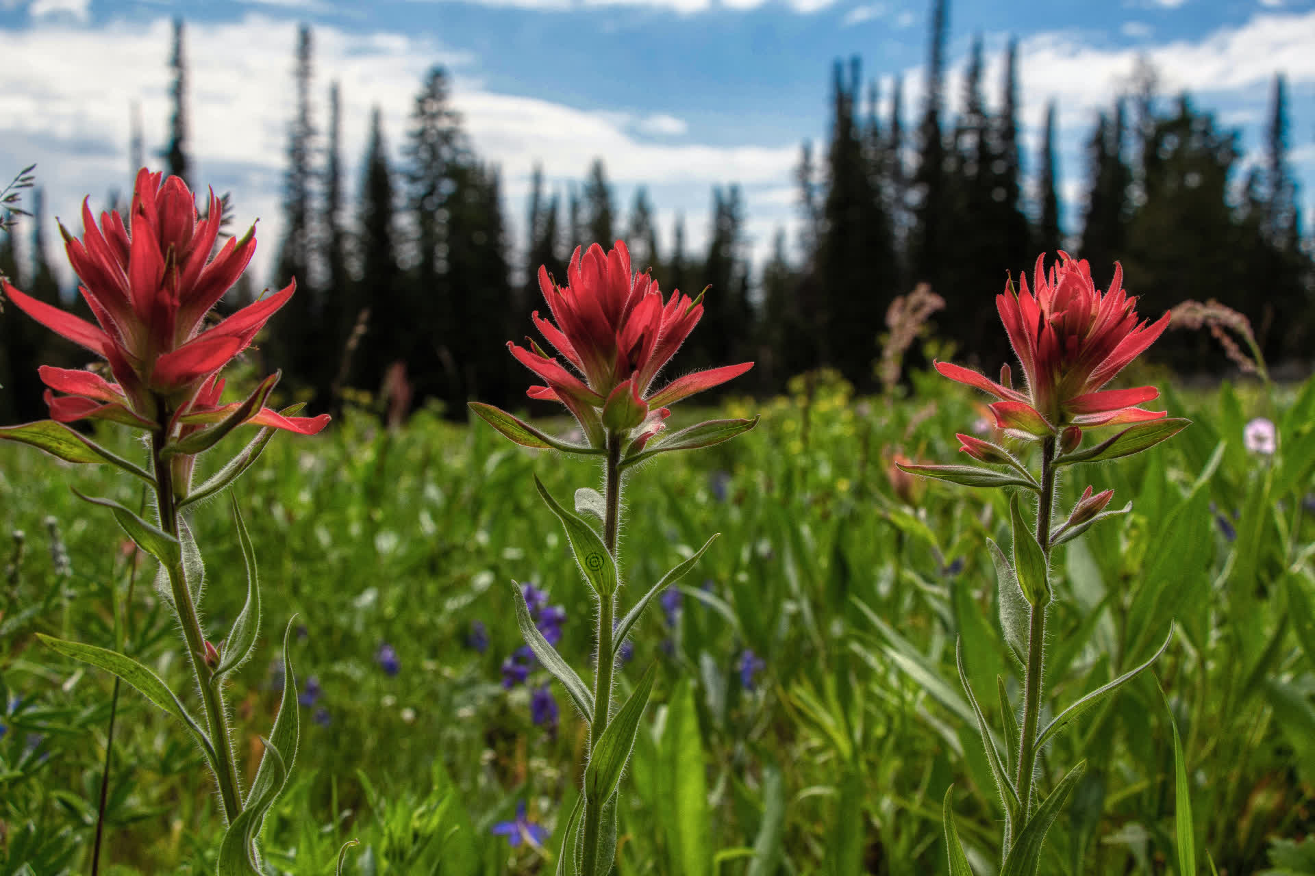 Wildflowers 19.2.jpg