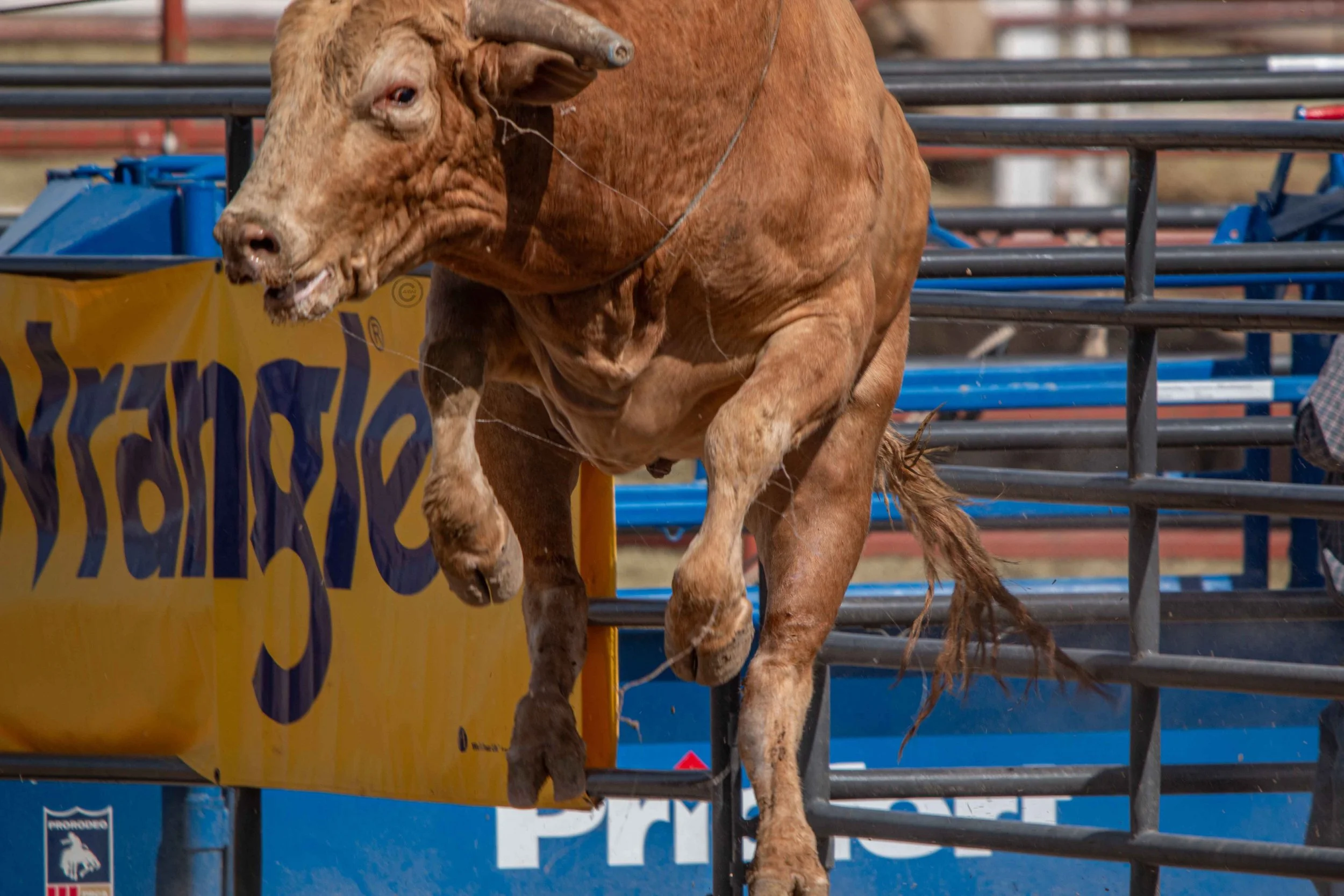 Big Bucks Rodeo 26.05.23.233.jpg