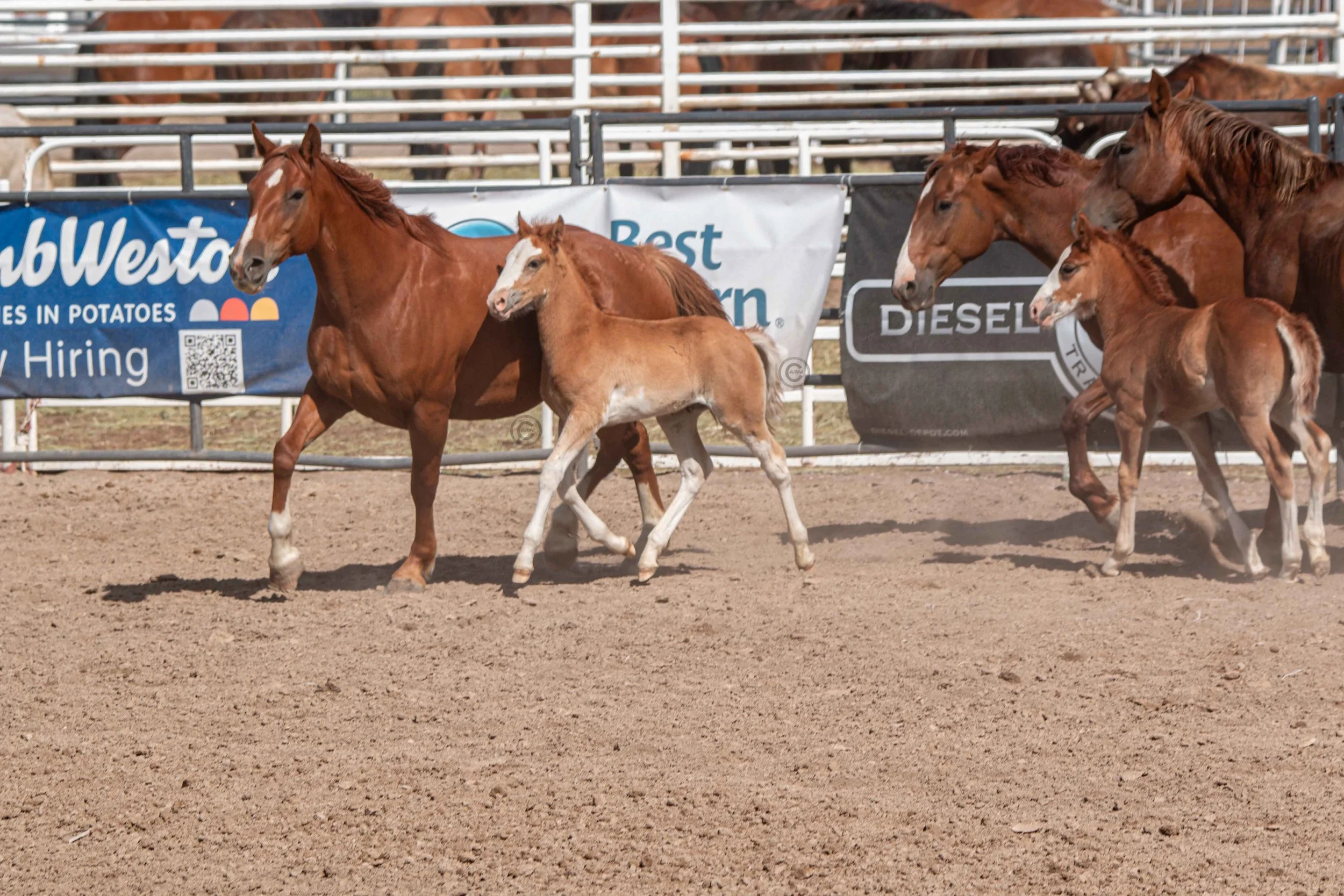 Big Bucks Rodeo 26.05.23.247.jpg