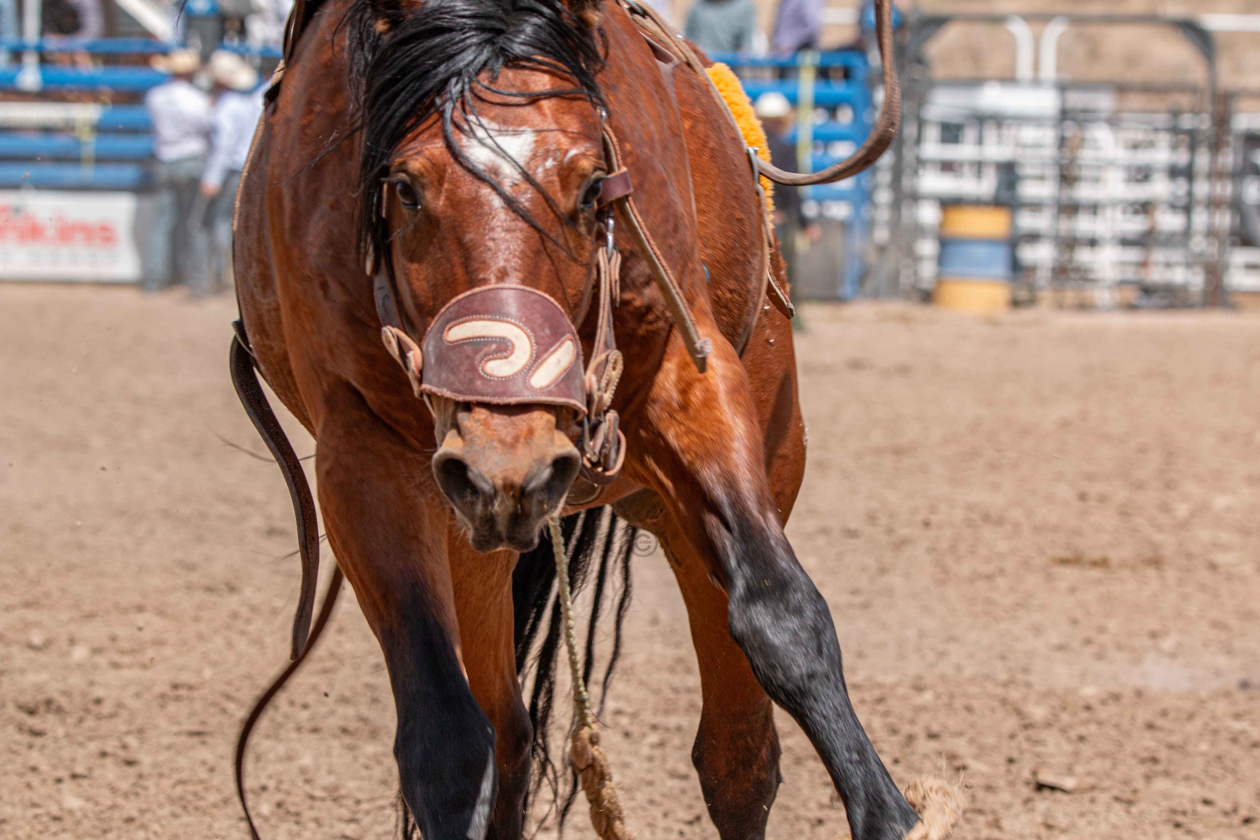Big Bucks Rodeo 26.05.23.148.jpg