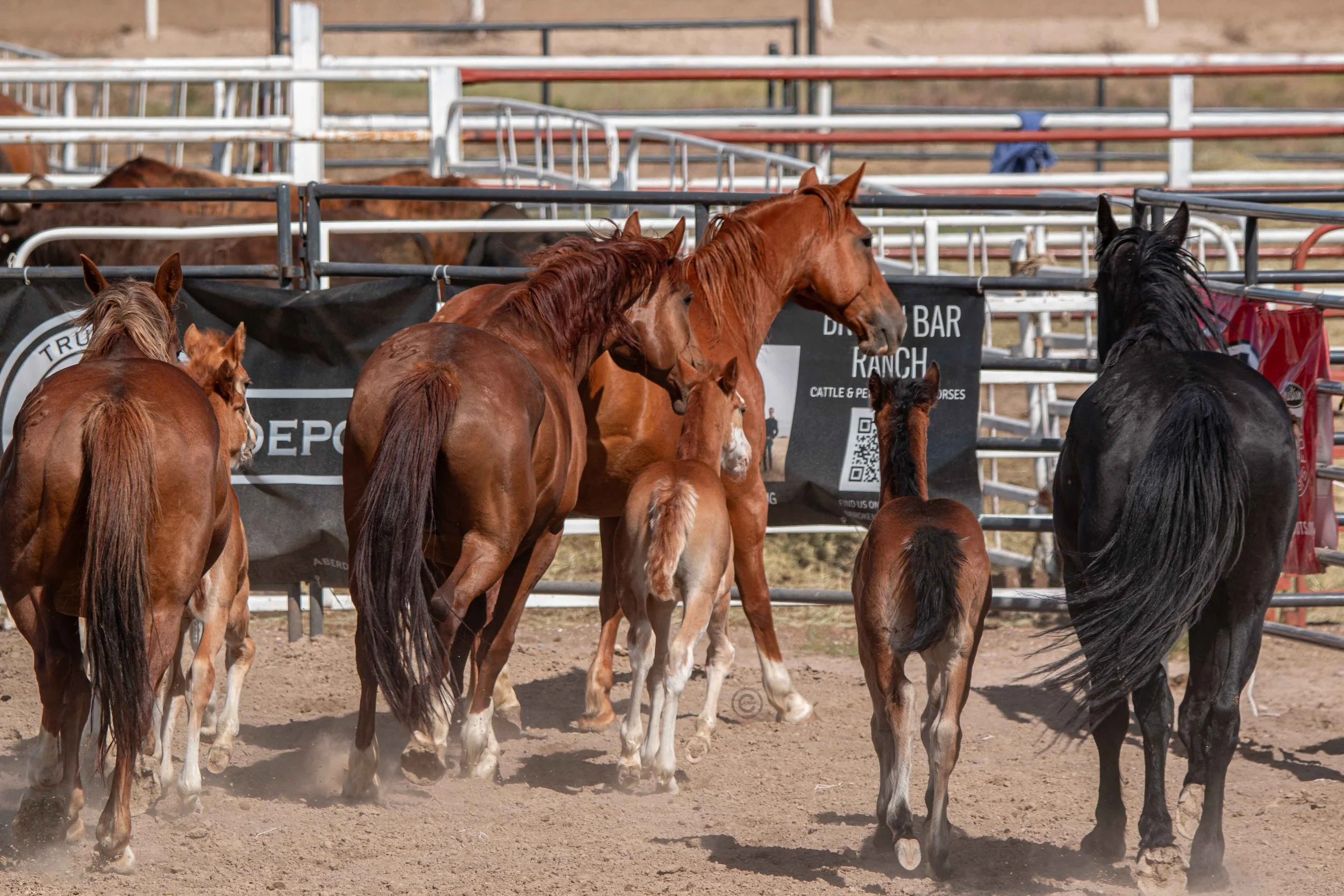 Big Bucks Rodeo 26.05.23.245.jpg