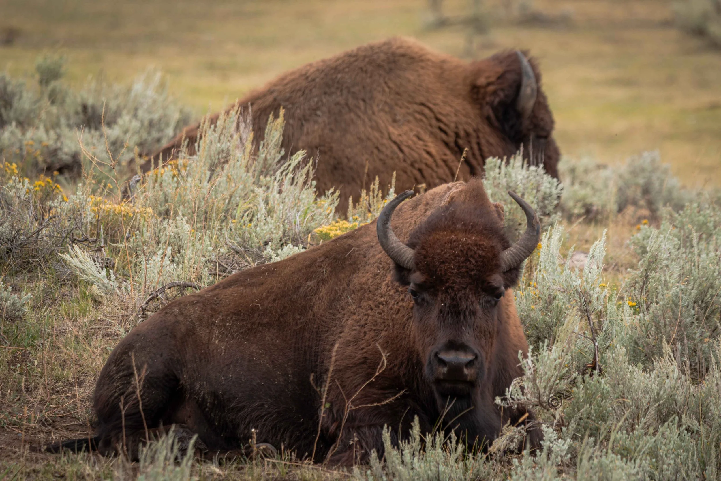 Yellowstone Park 26.08.15.13.jpg