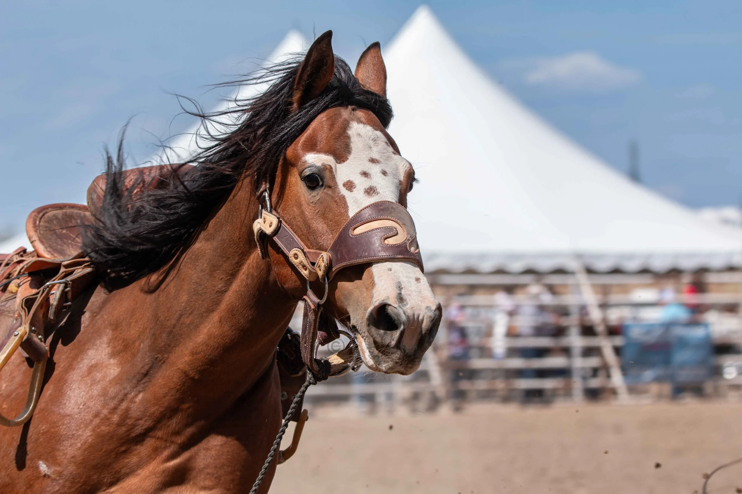 Big Bucks Rodeo 26.05.23.167.jpg