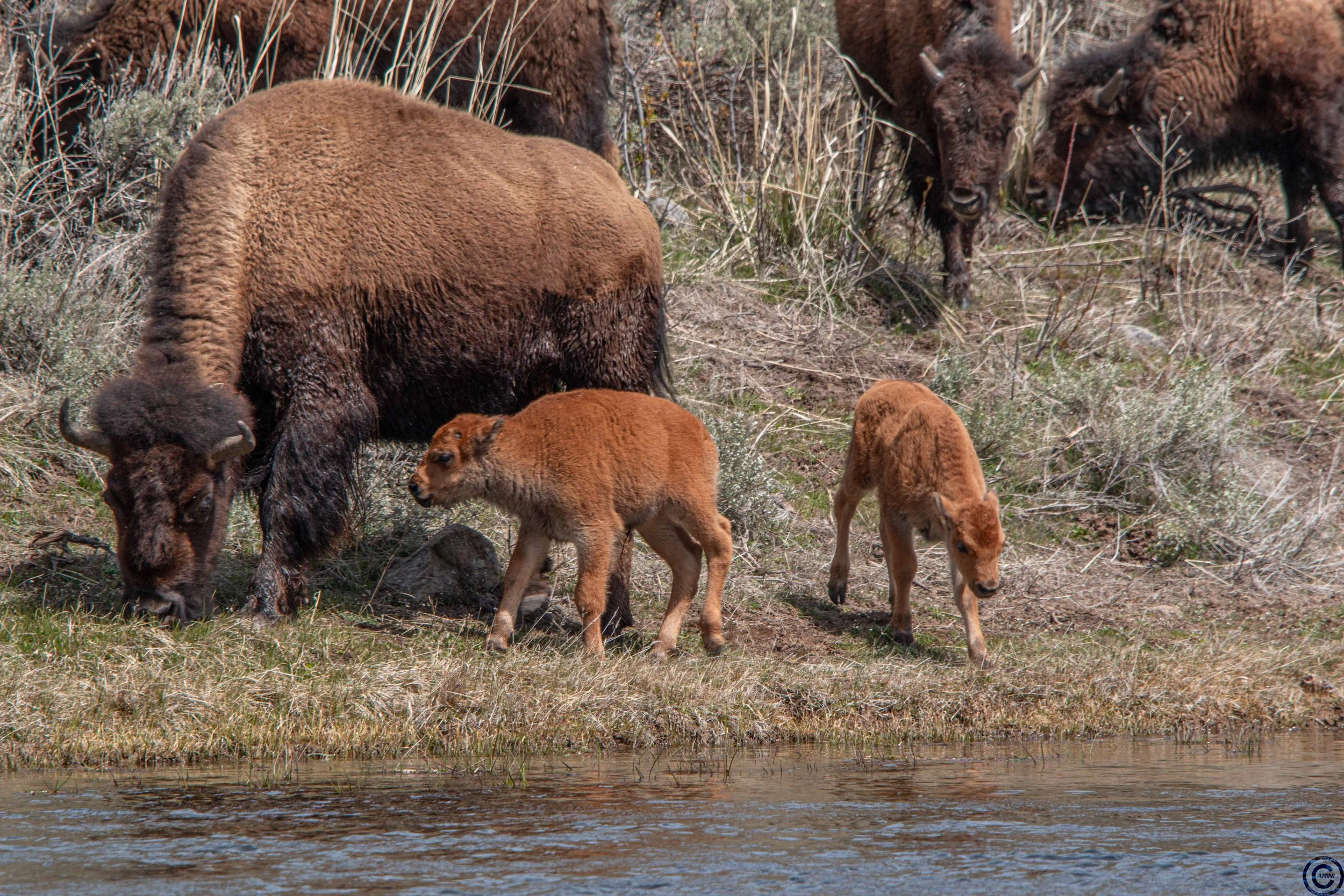 Yellowstone Park 26.05.02.3 (1 of 1).jpg