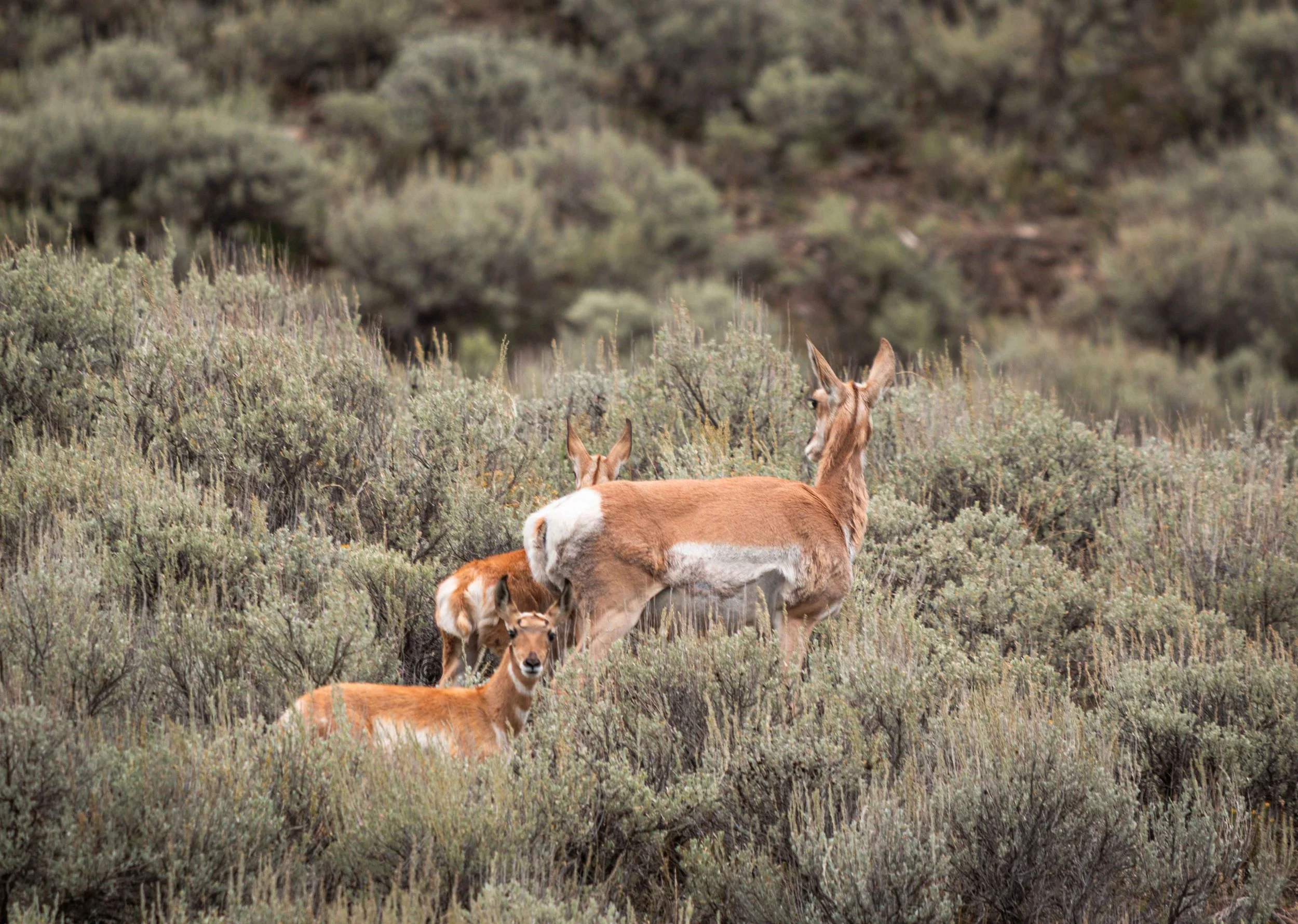 Yellowstone Park 26.08.15.12.jpg