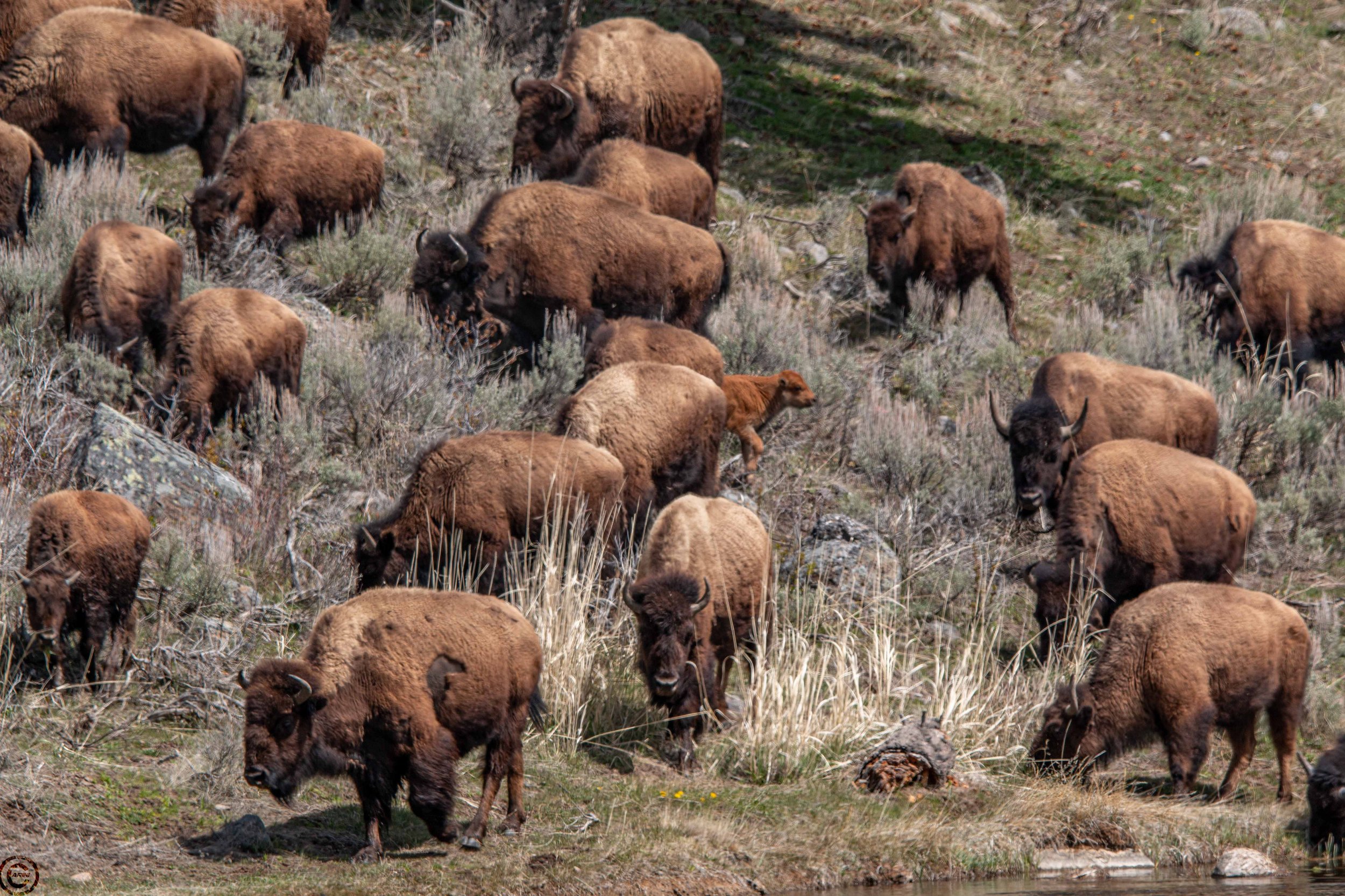 Yellowstone Park 26.05.02.2 (1 of 1).jpg