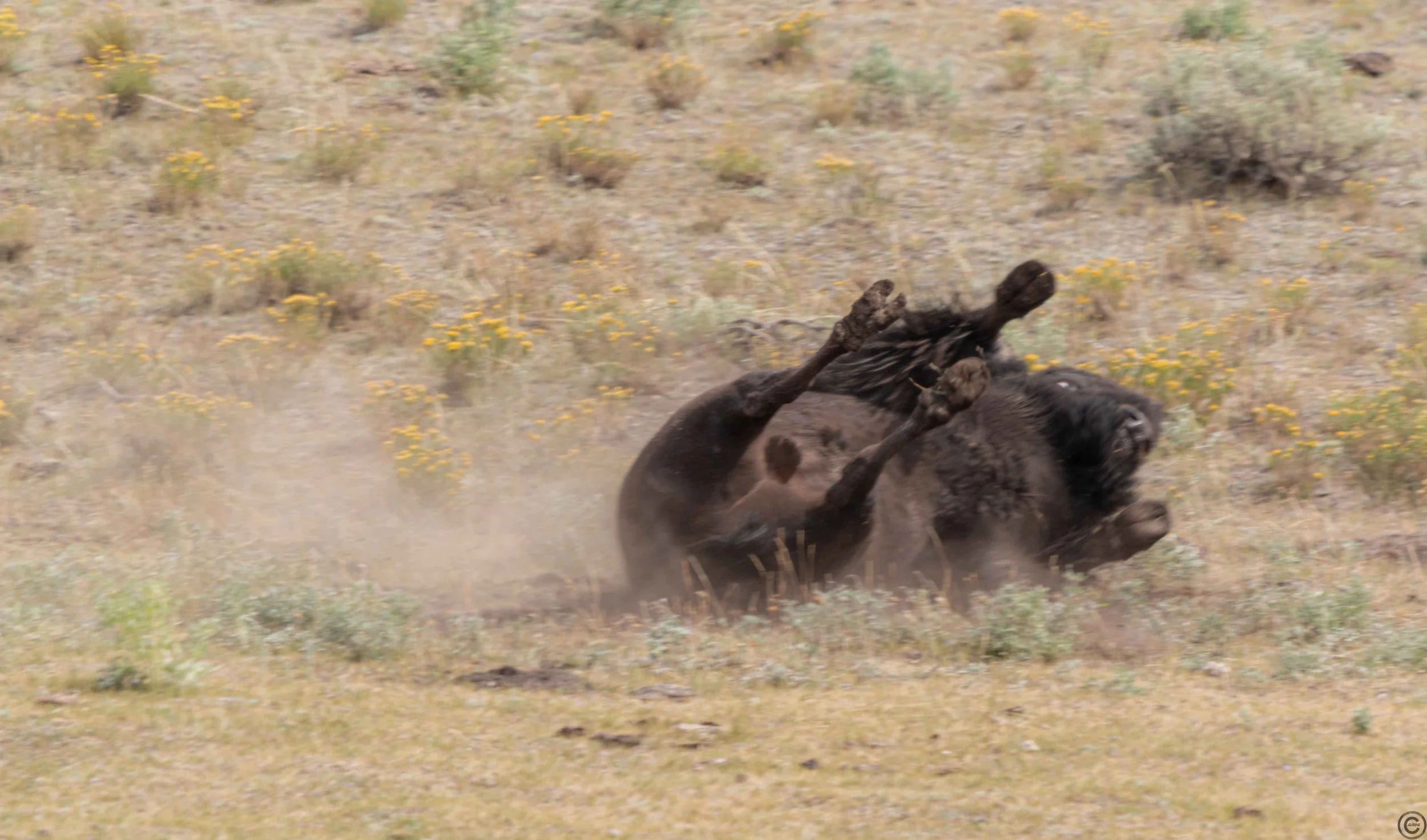 Yellowstone Park 26.08.15.7.jpg