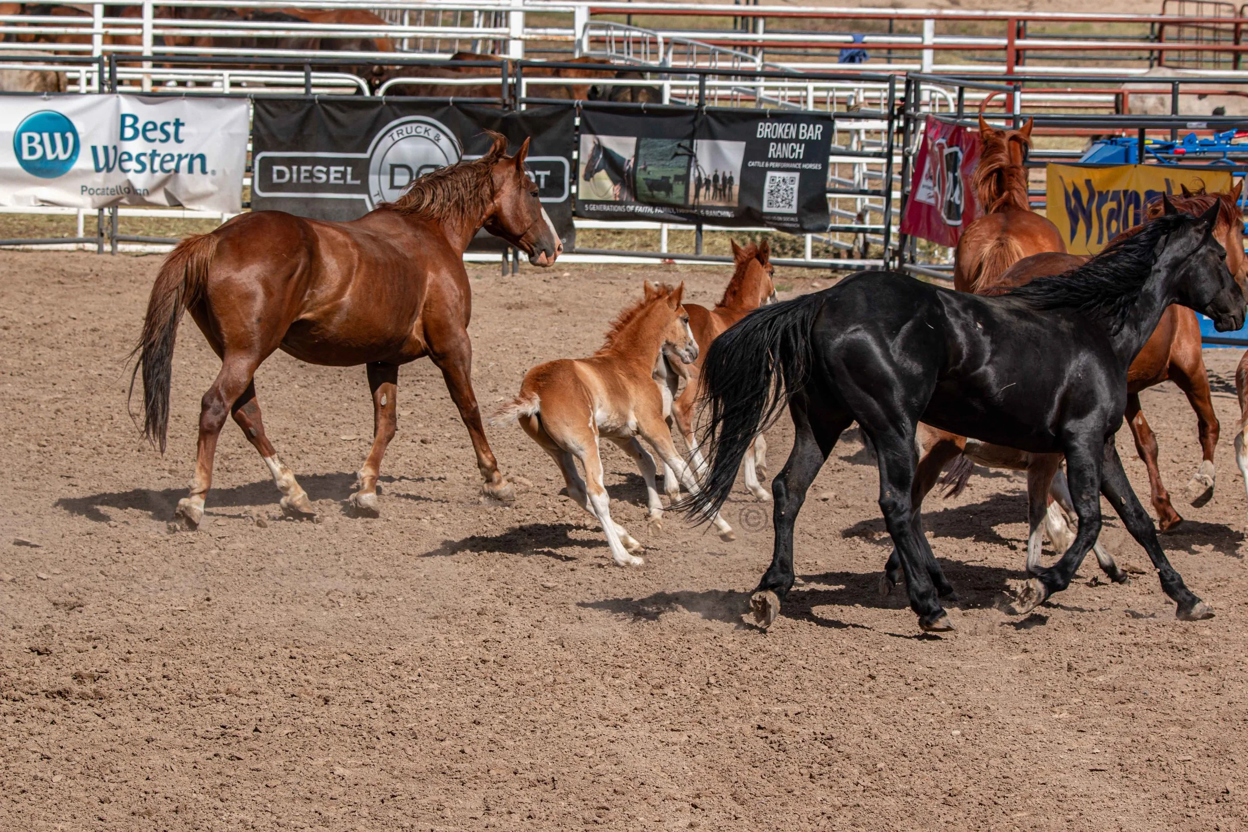 Big Bucks Rodeo 26.05.23.244.jpg