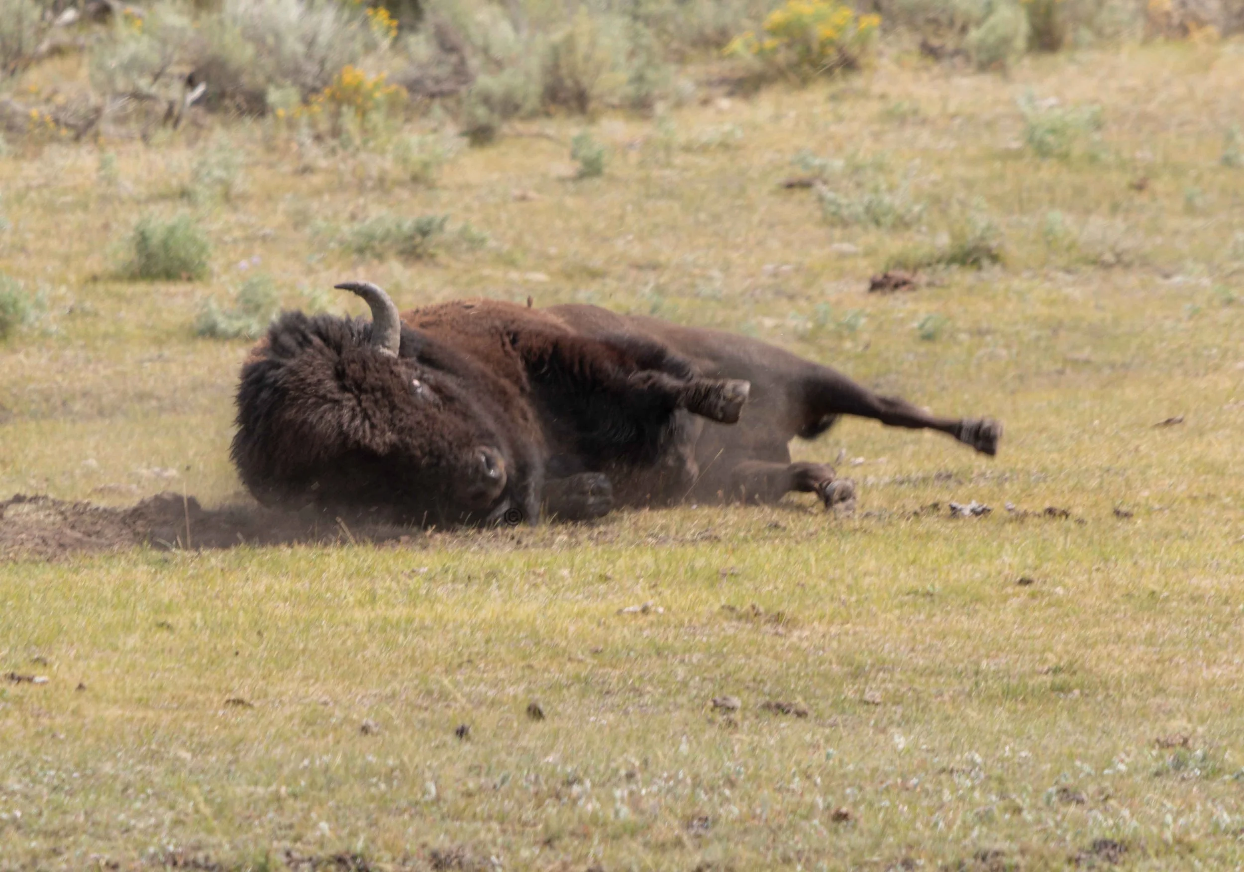 Yellowstone Park 26.08.15.5.jpg
