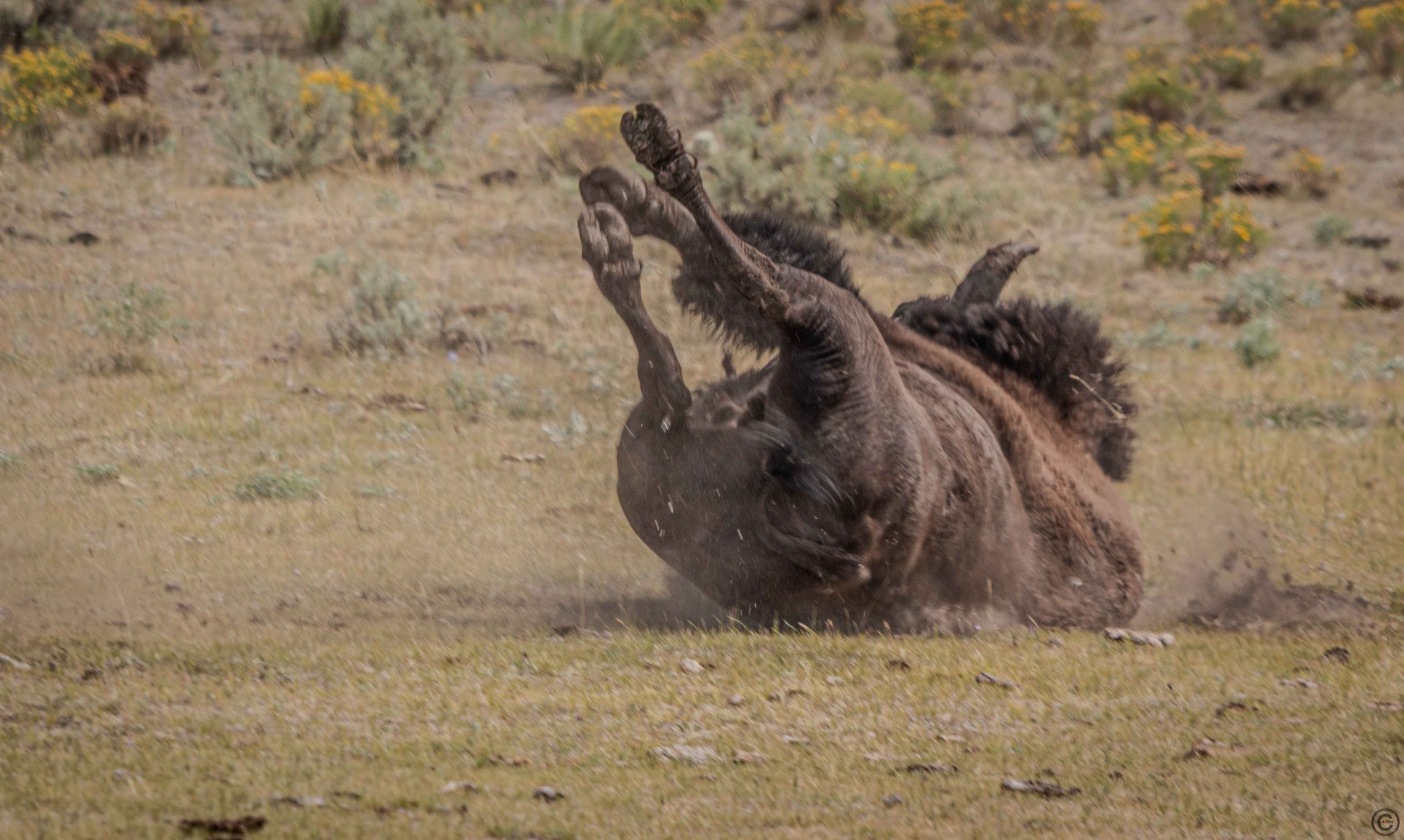 Yellowstone Park 26.08.15.9.jpg