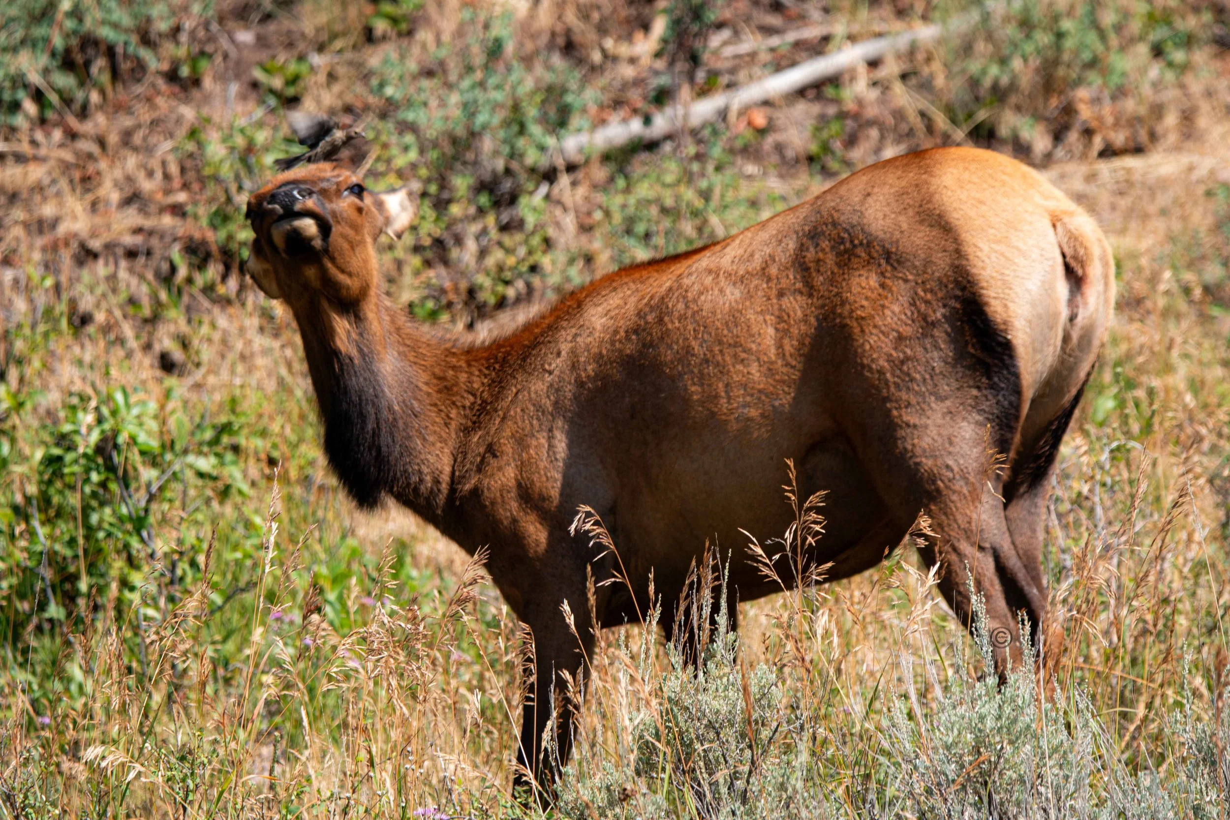 Yellowstone Park 26.08.15.1.jpg