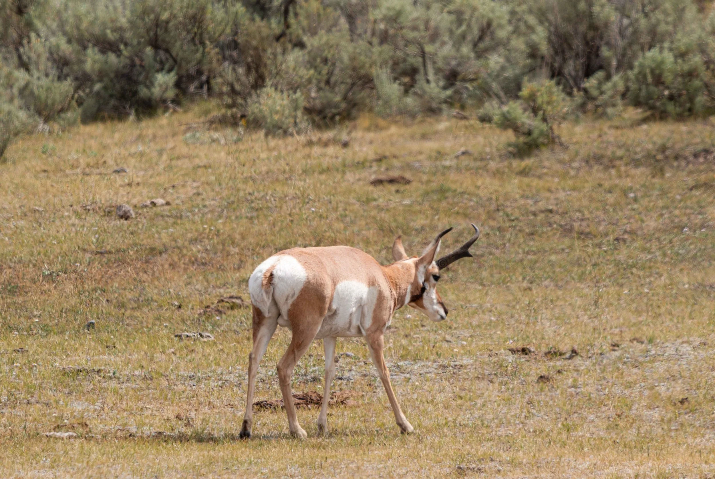 Yellowstone Park 26.08.15.3.jpg