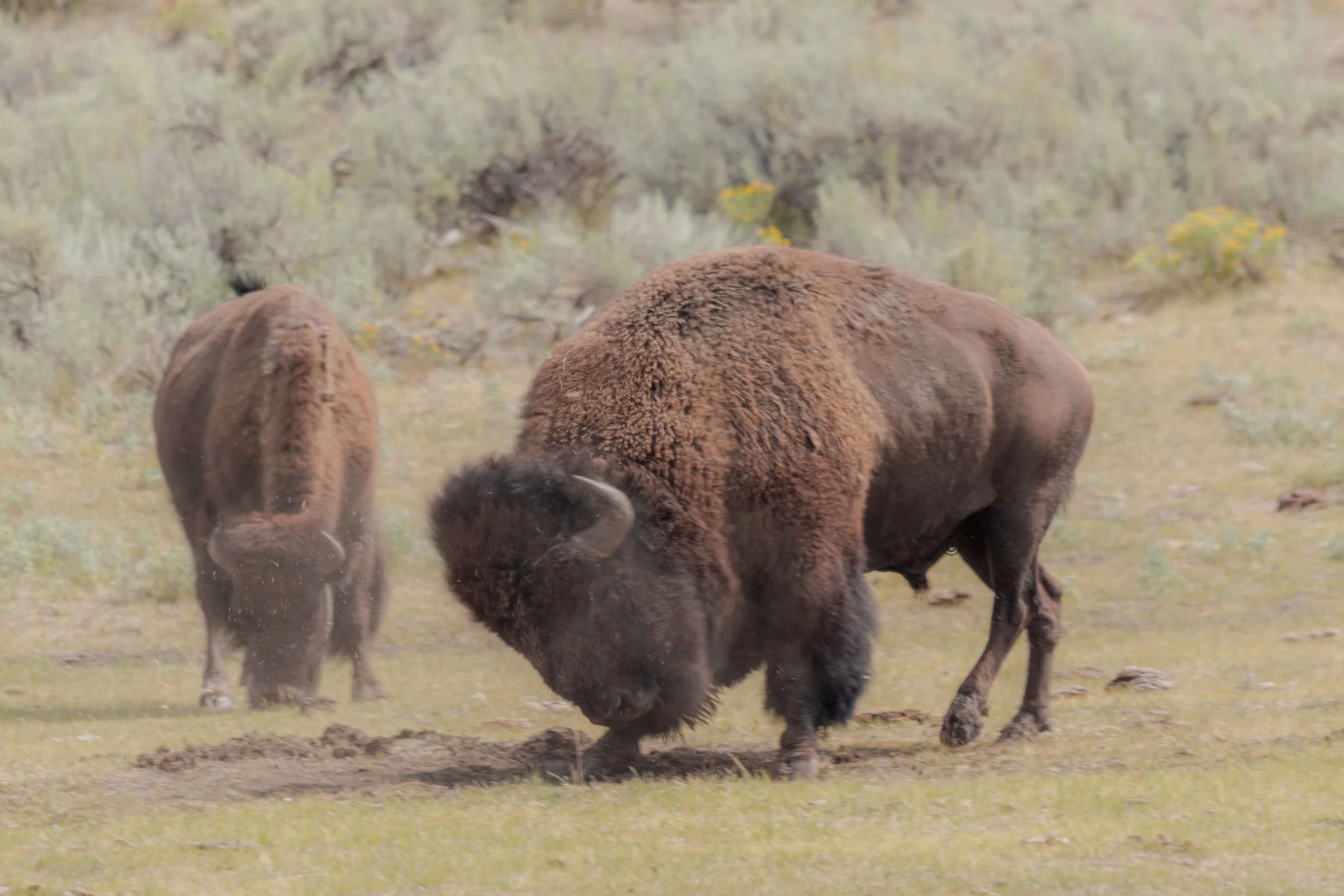 Yellowstone Park 26.08.15.6.jpg