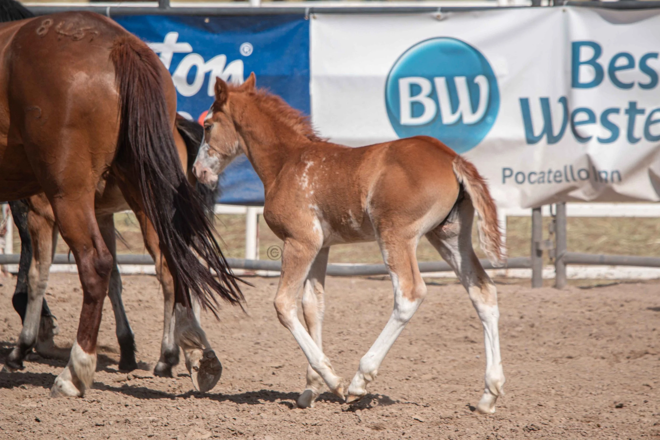 Big Bucks Rodeo 26.05.23.251.jpg