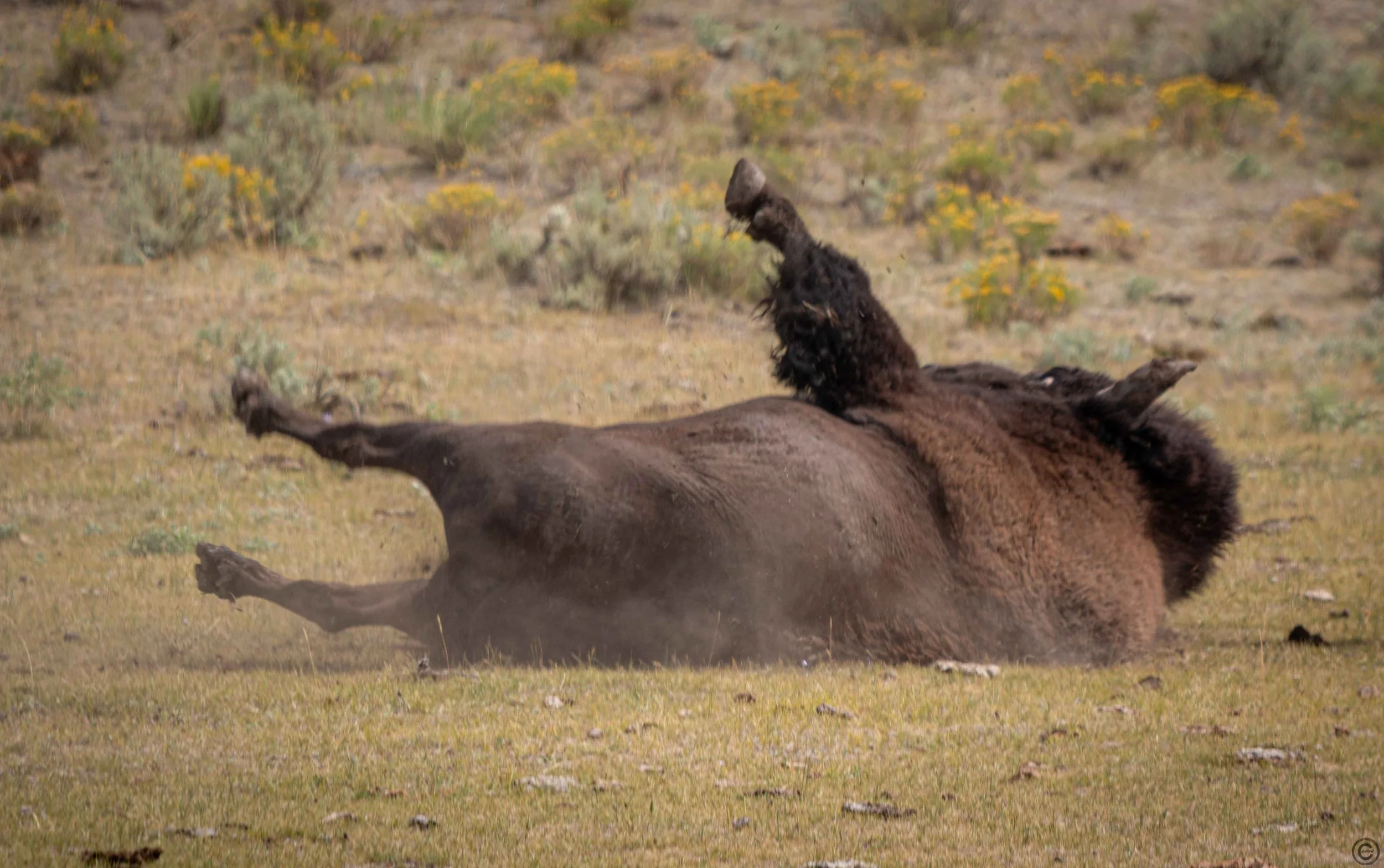 Yellowstone Park 26.08.15.8.jpg