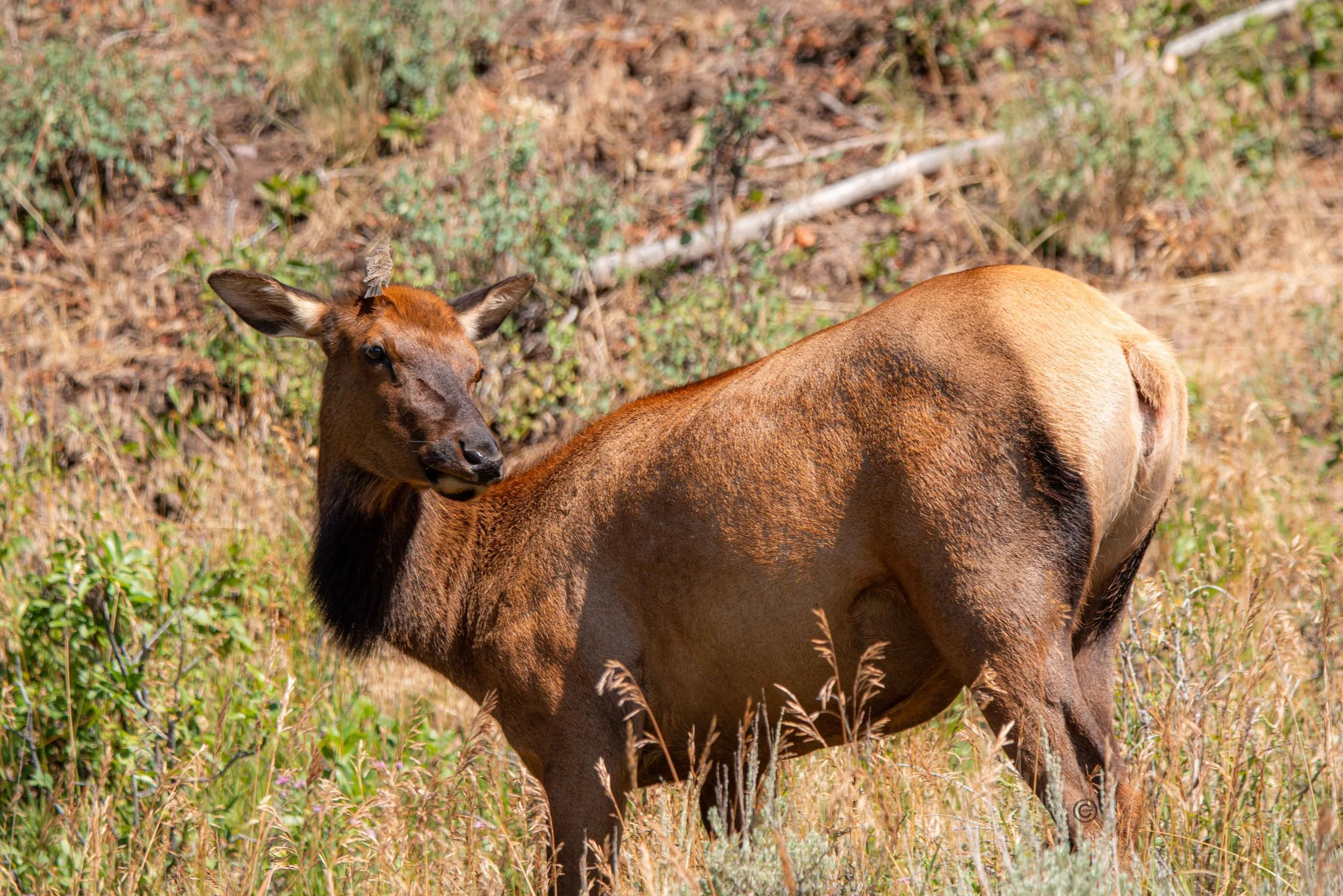 Yellowstone Park 26.08.15.0.jpg