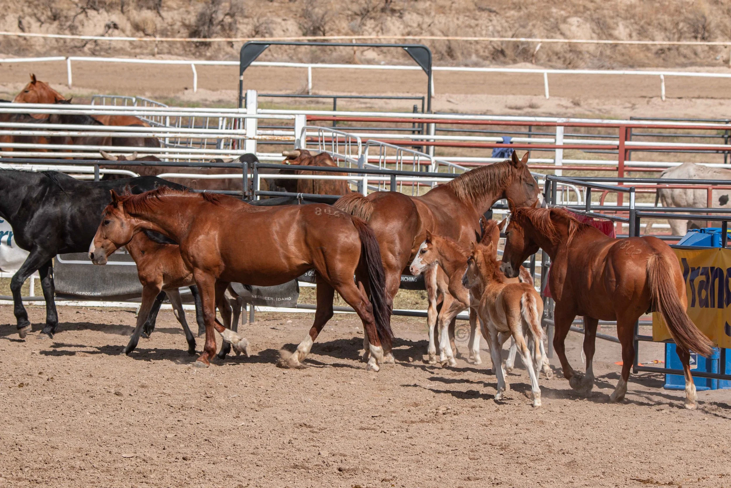 Big Bucks Rodeo 26.05.23.250.jpg