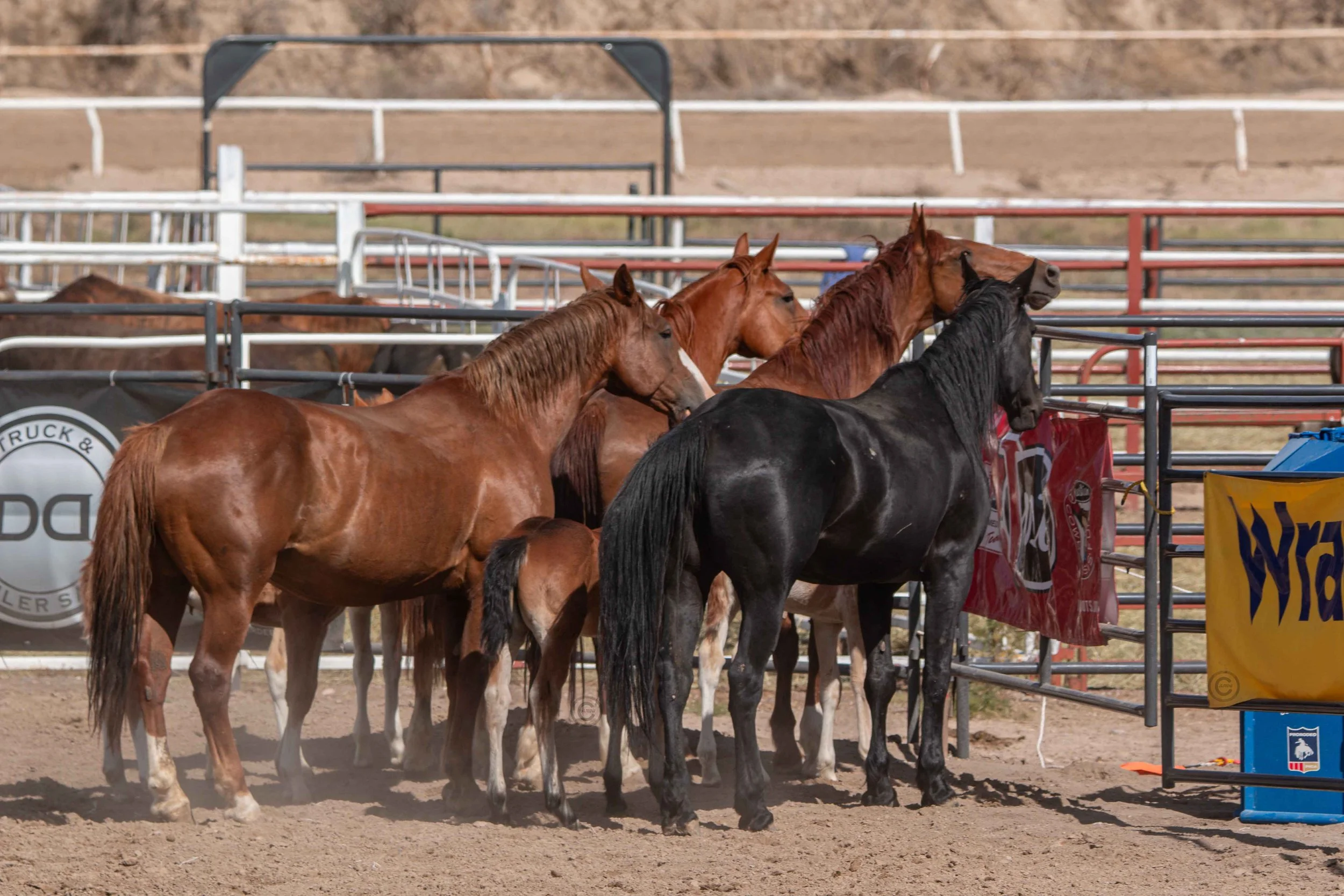 Big Bucks Rodeo 26.05.23.246.jpg