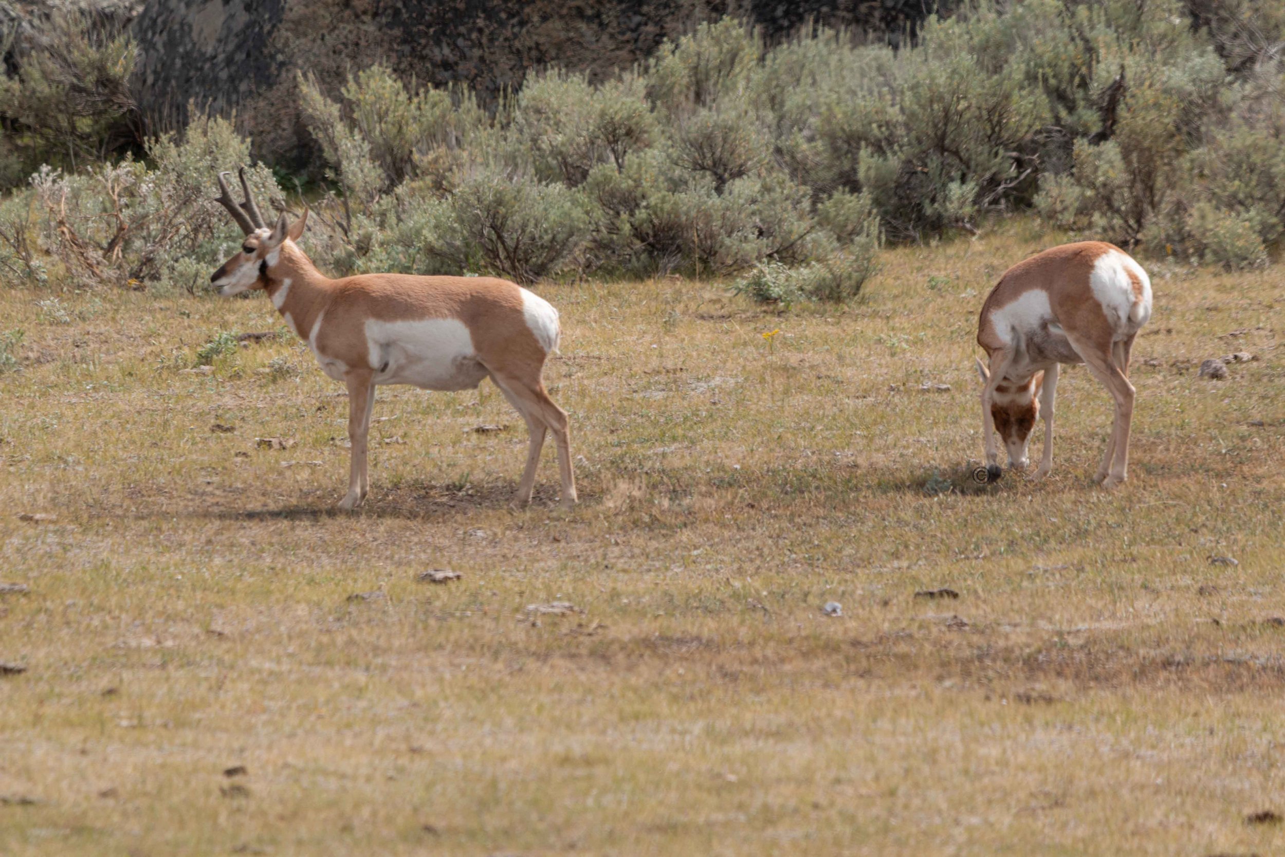 Yellowstone Park 26.08.15.4.jpg