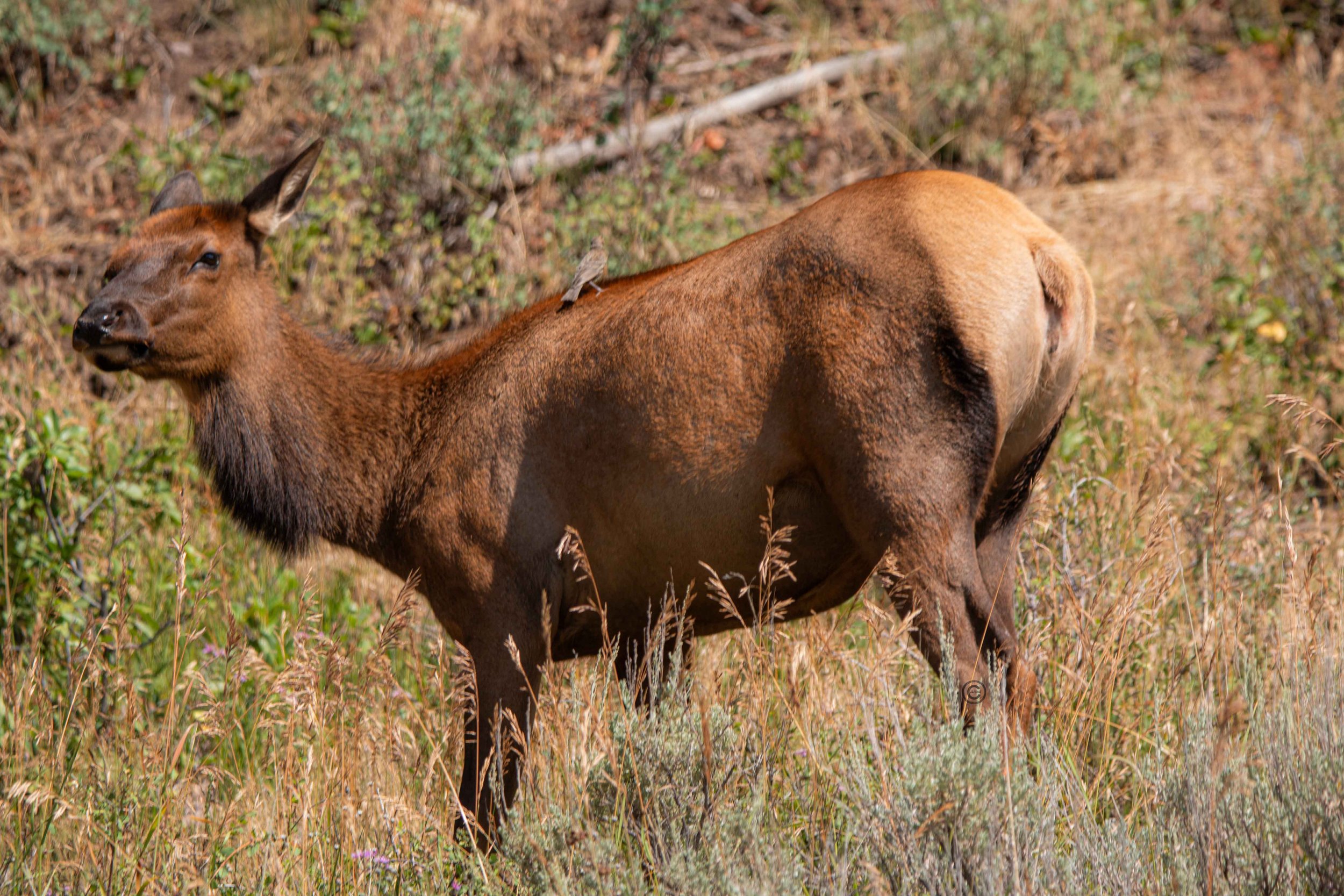 Yellowstone Park 26.08.15.2.jpg