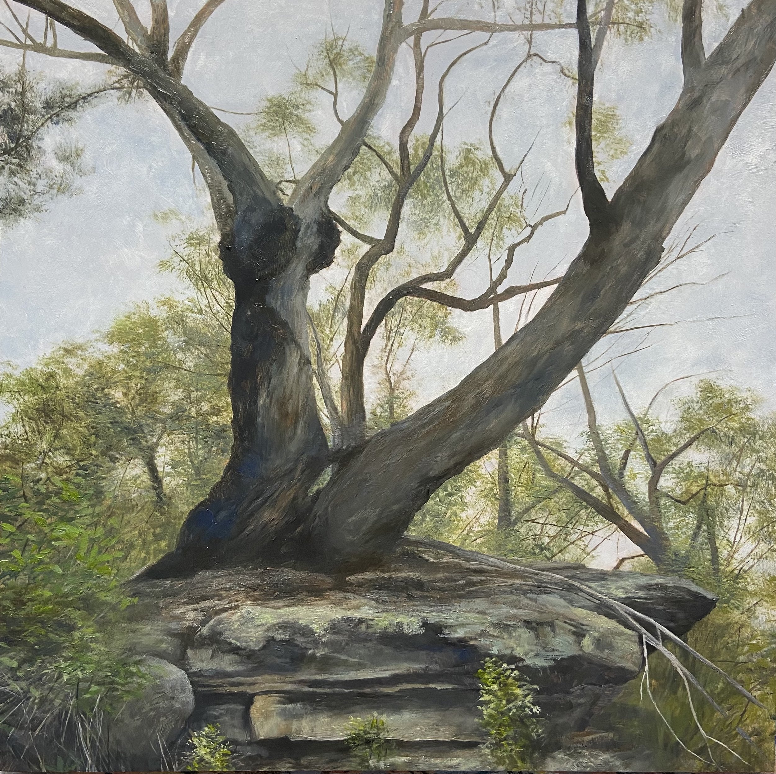 Wisdom of Trees I, oil on board, 30 x 30 cm, 2023, $1500