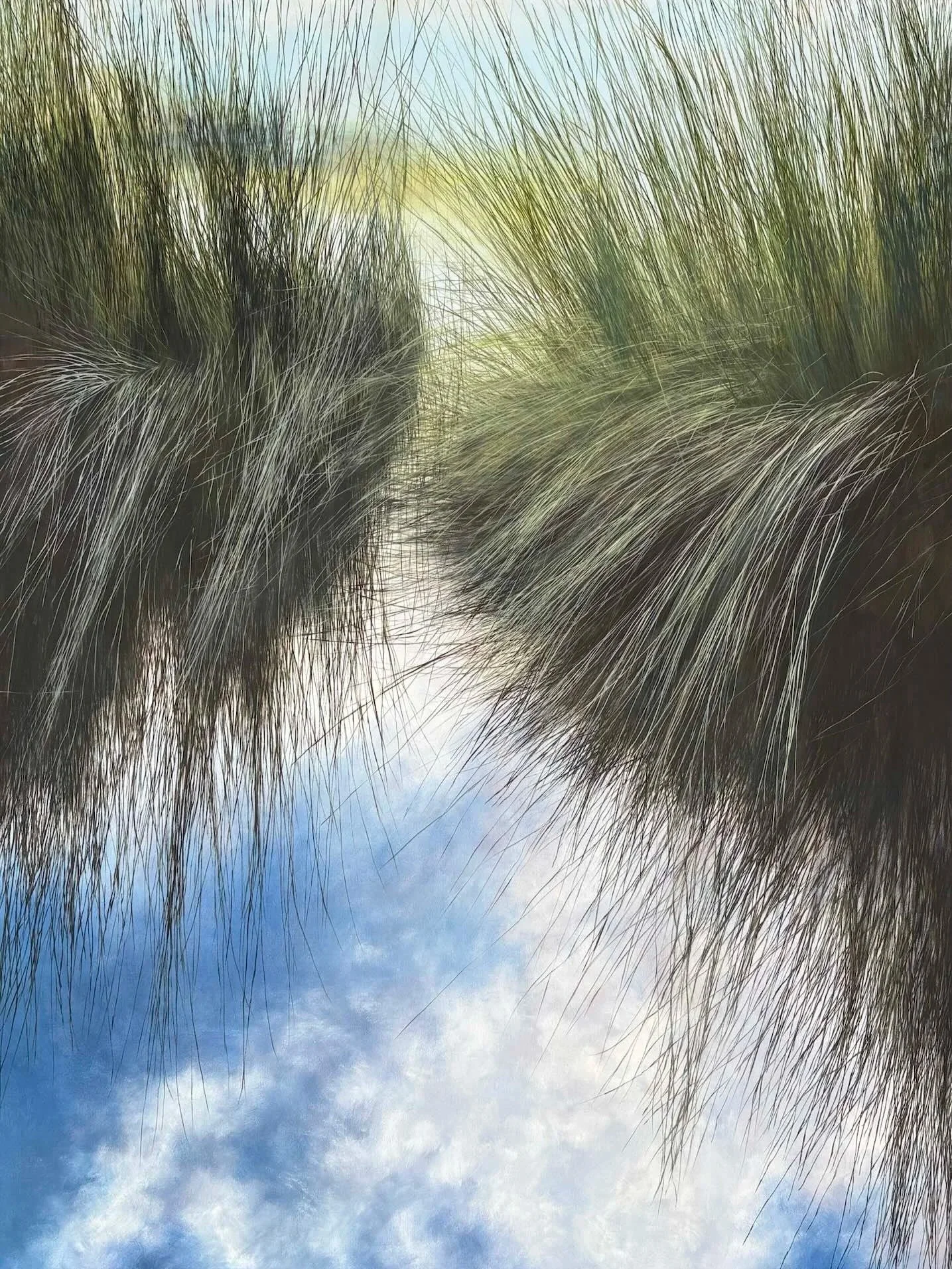 reeds in a lagoon reflected in water