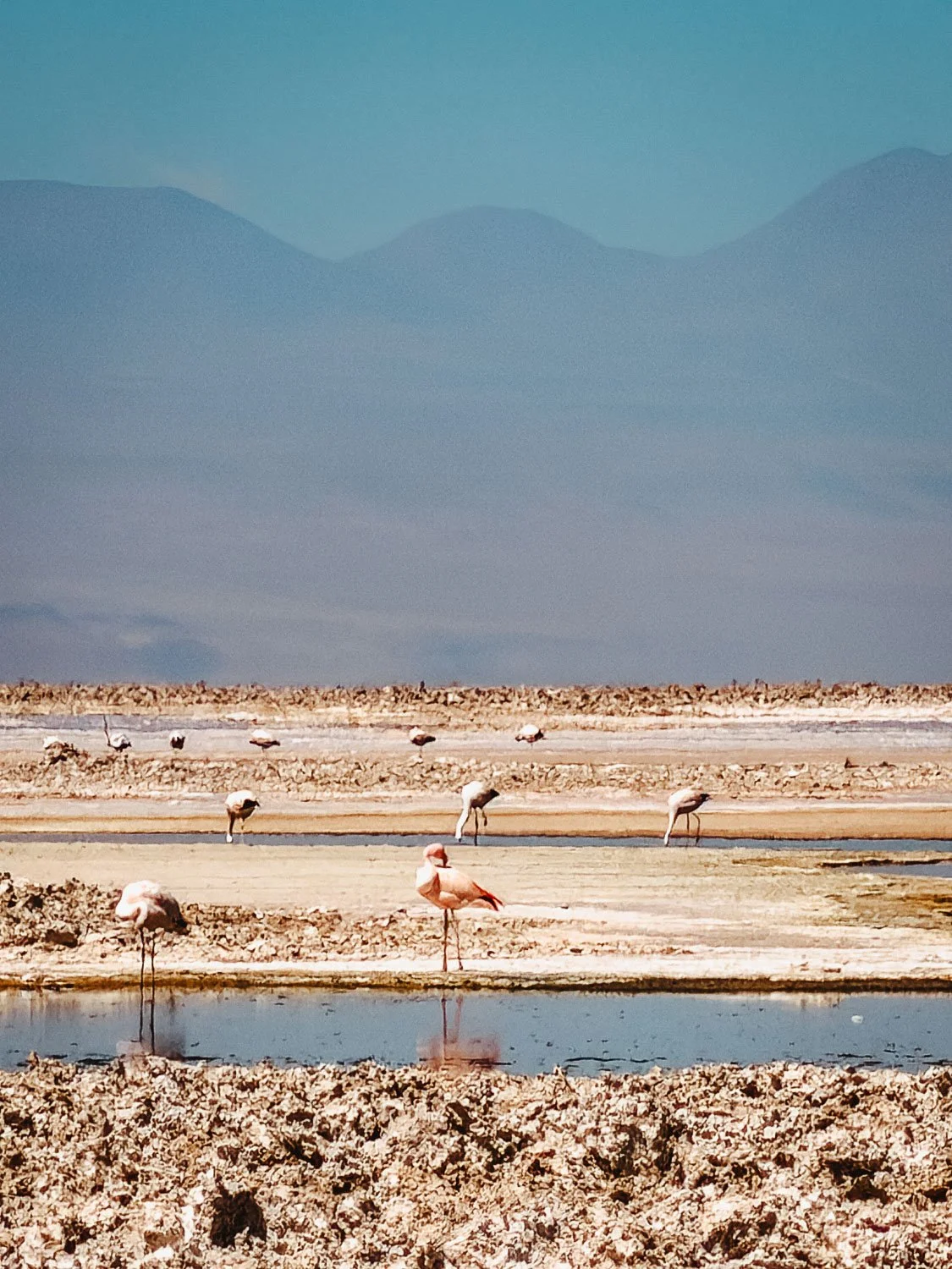 Flock of flamingos feeding across the salt flat channels at Laguna Chaxa with hazy volcanoes on the horizon