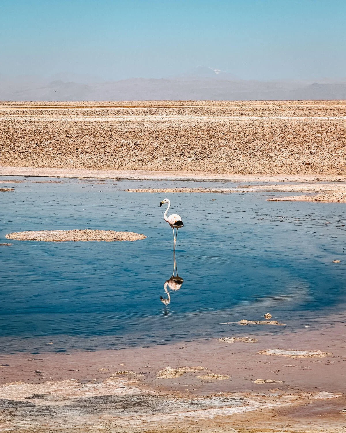 Single flamingo standing in the turquoise salt lagoon at Laguna Chaxa with a mirror reflection, Los Flamencos National Reserve