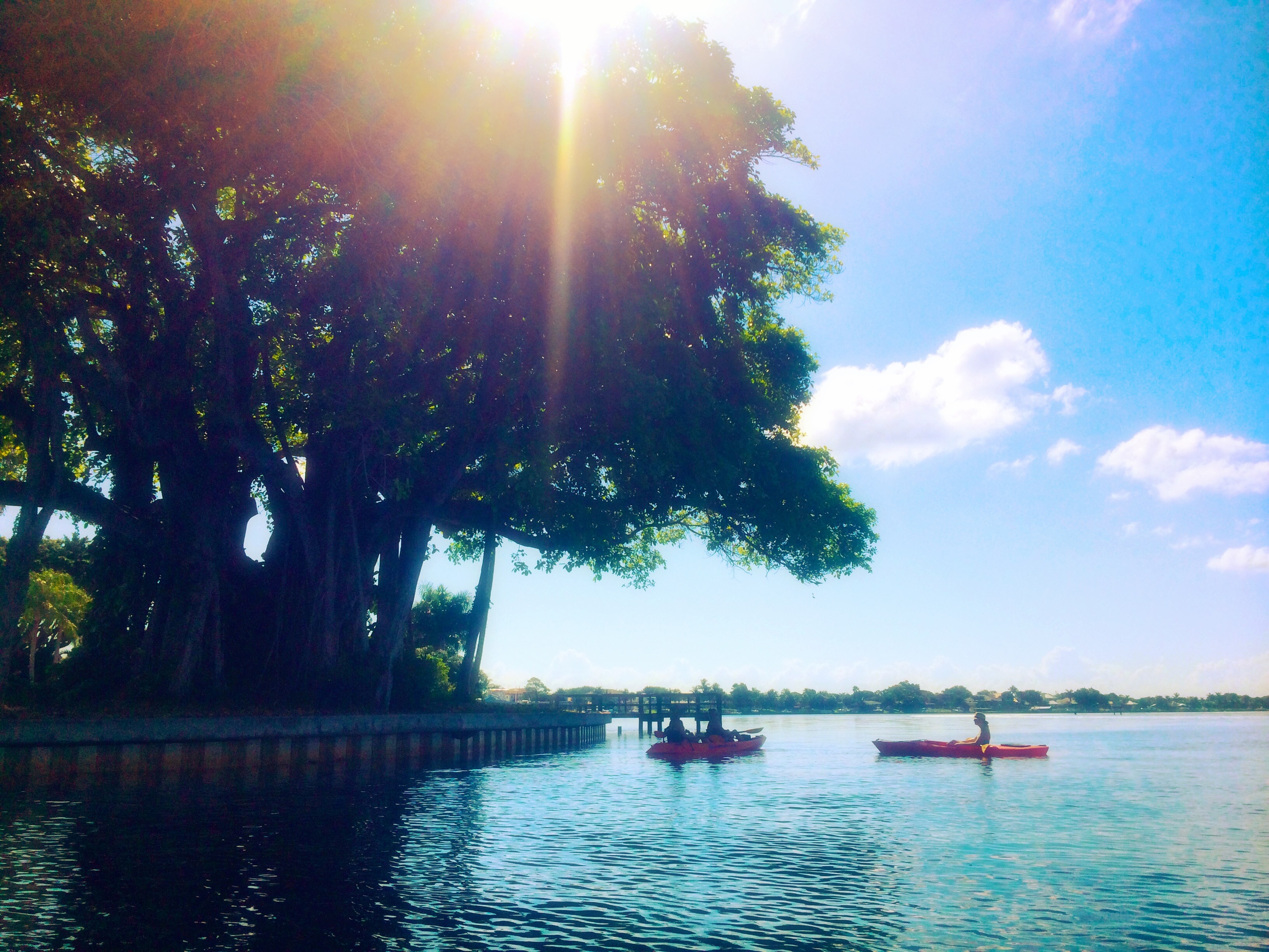 JUPITER FLORIDA KAYAKING BANYAN TREE