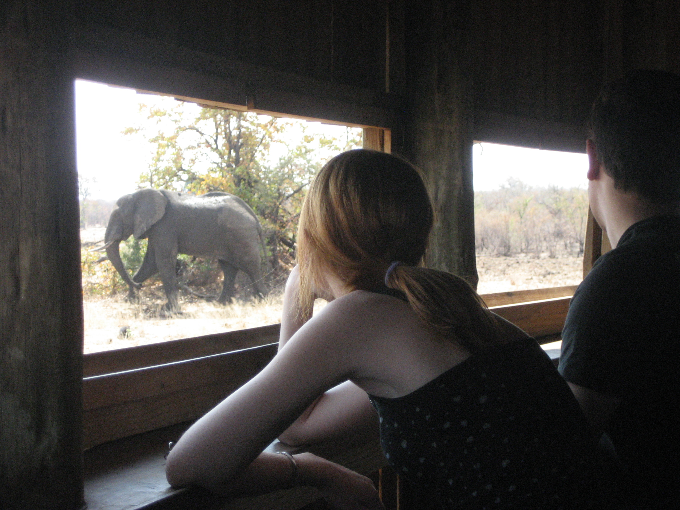 Watching from a hide