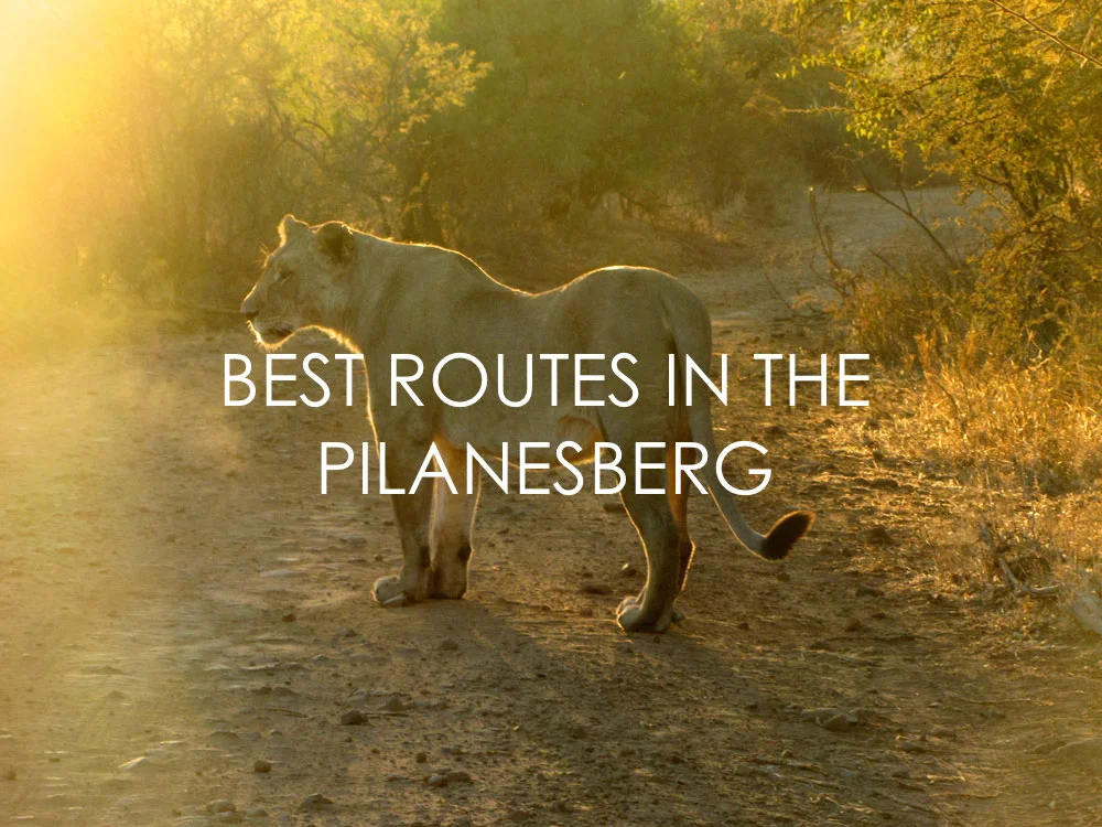 Best Safari Routes in the Pilanesberg