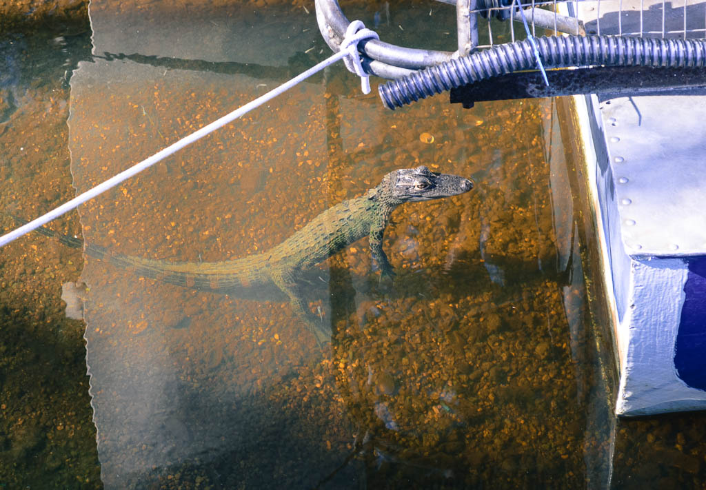EXPLORING THE EVERGLADES: BABY ALIGATOR