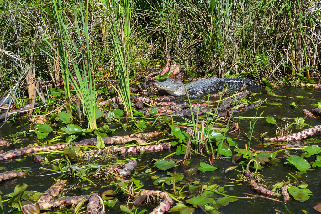 VISITING THE EVERGLADES: ALLIGATOR WITH COOPER TOWN AIR BOAT TOUR