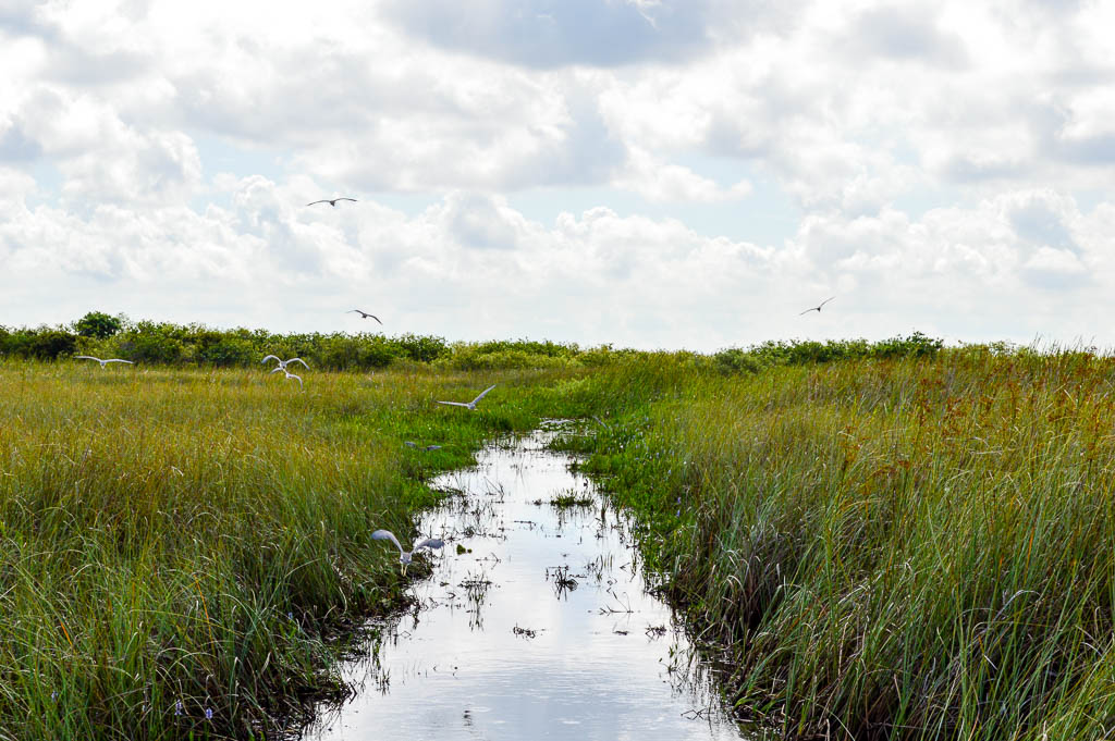 BIRDS IN THE EVERGLADES IN FLORIDA