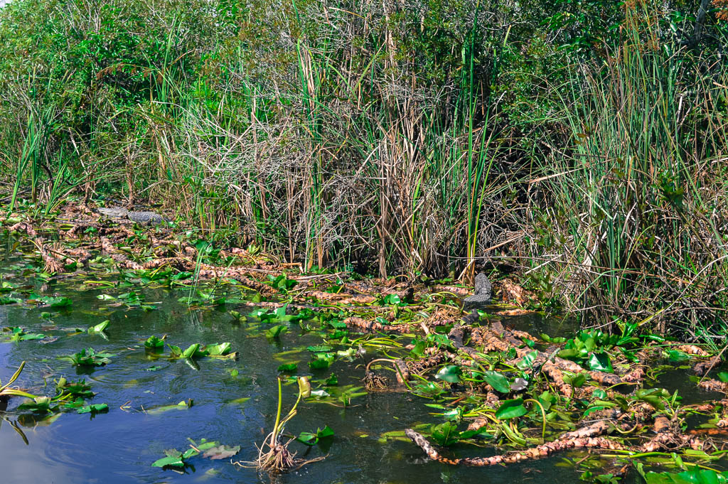 ALLIGATOR IN THE EVERGLADES