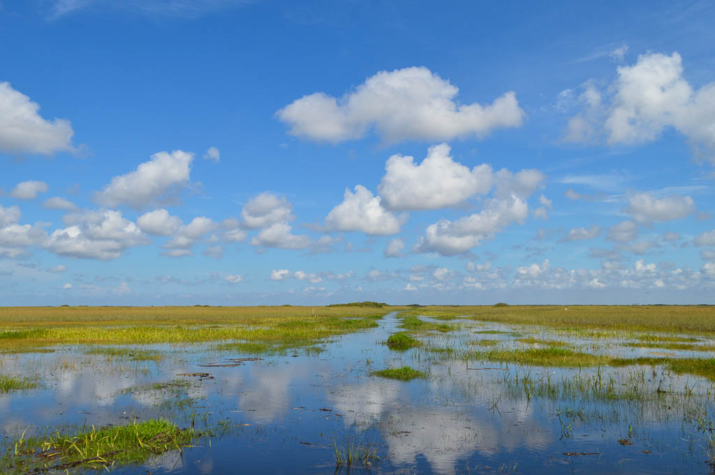 THE EVERGLADES IN FLORIDA