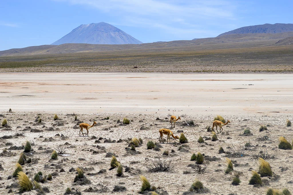 Vicuna and Volcano in Salinas and Aguada Blanca National Reservation