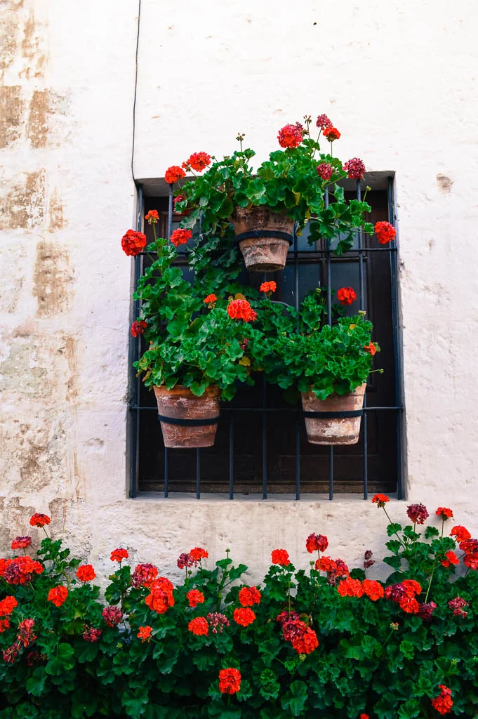 A view of a white wall with red potted flower plants in the Monasterio de Santa Catalina in Arequipa Peru.