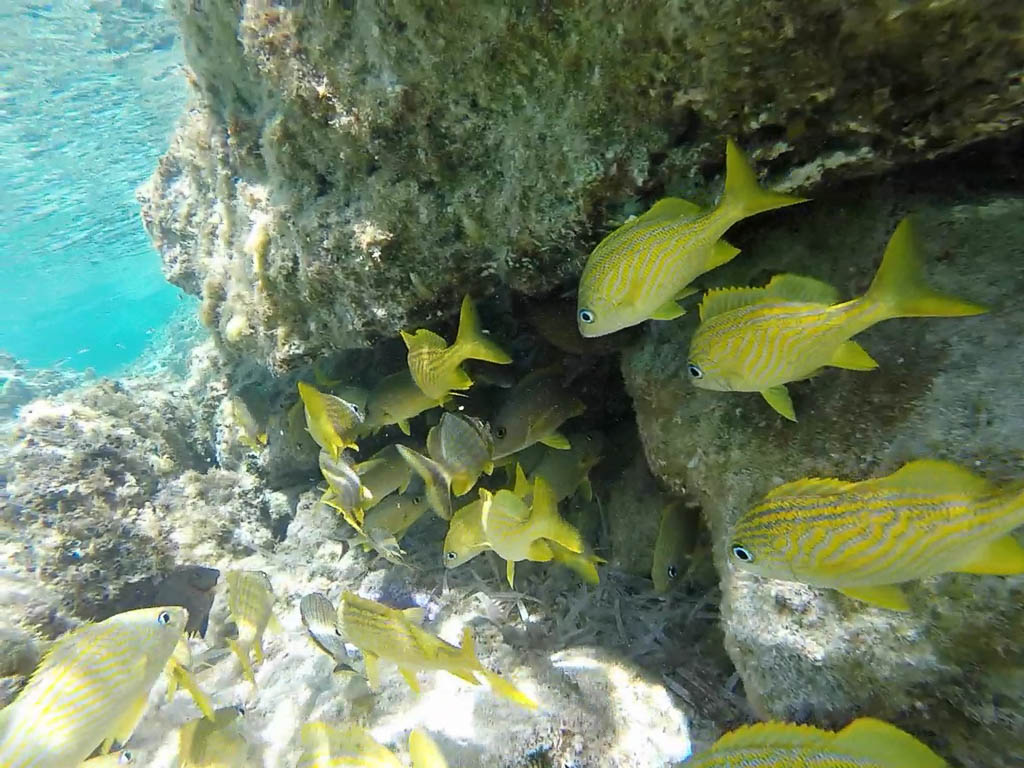 Things to do in Nassau, Bahamas: snorkeling