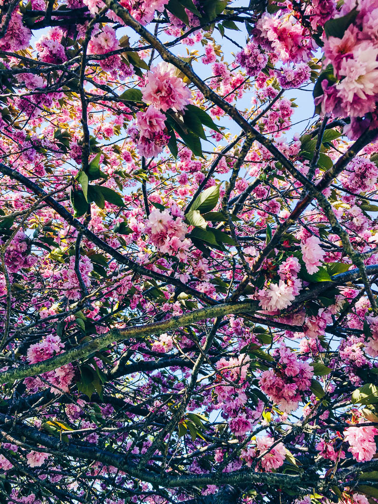 CHERRY BLOSSOMS IN NEWPORT, RHODE ISLAND